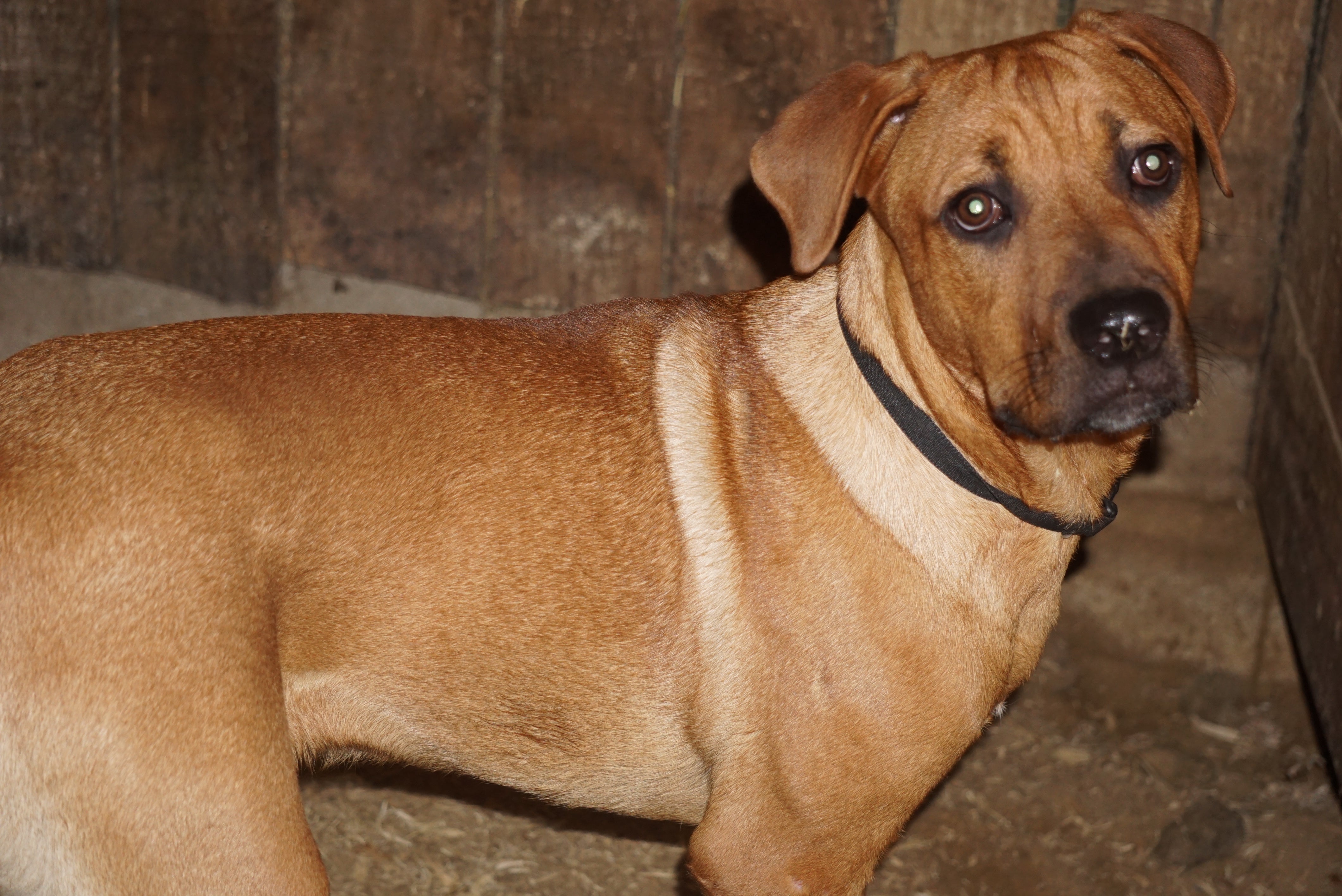 rottweiler cross boerboel puppies