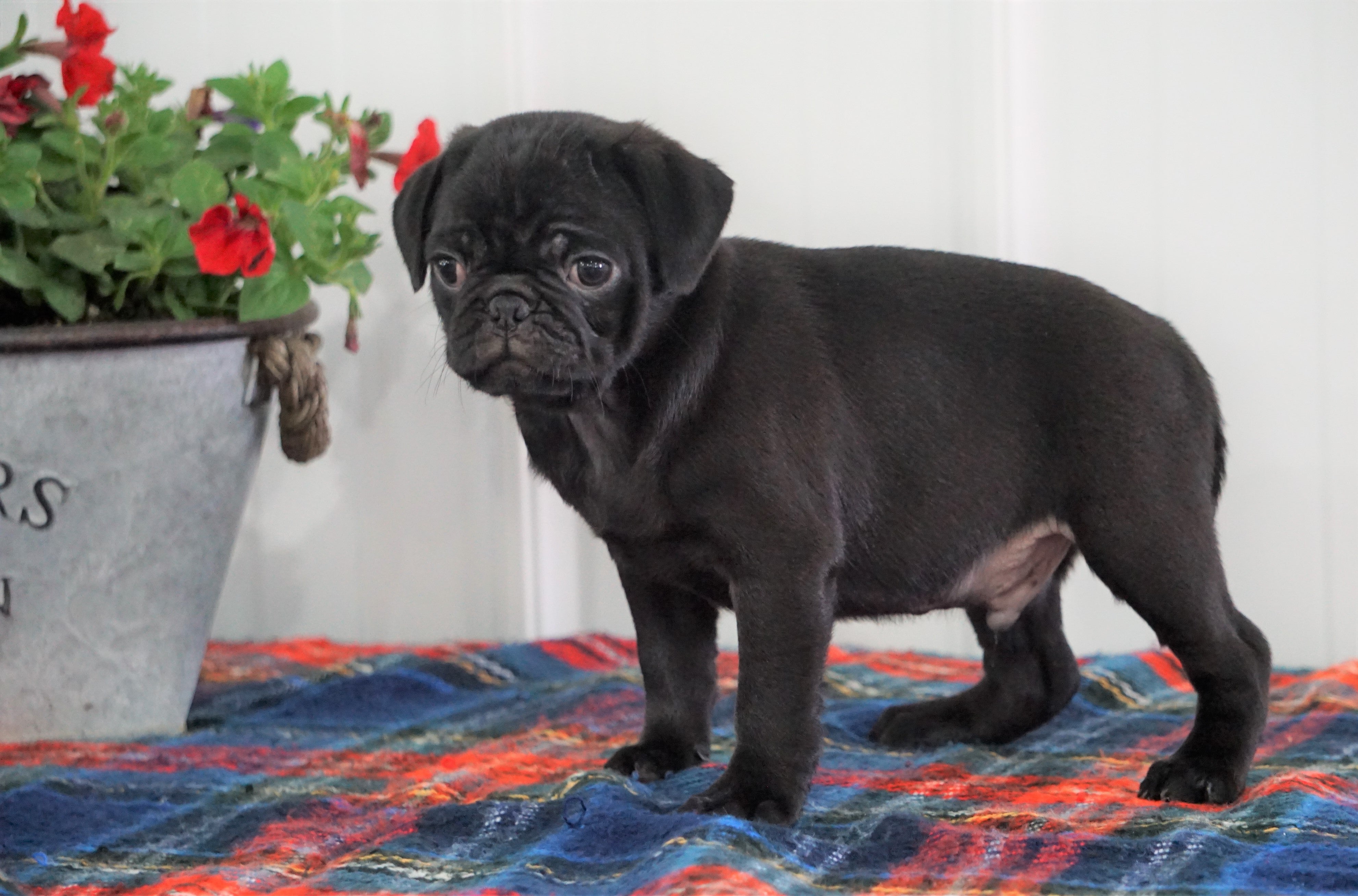 Pug For Sale Millersburg, OH Male- Alex - AC Puppies LLC