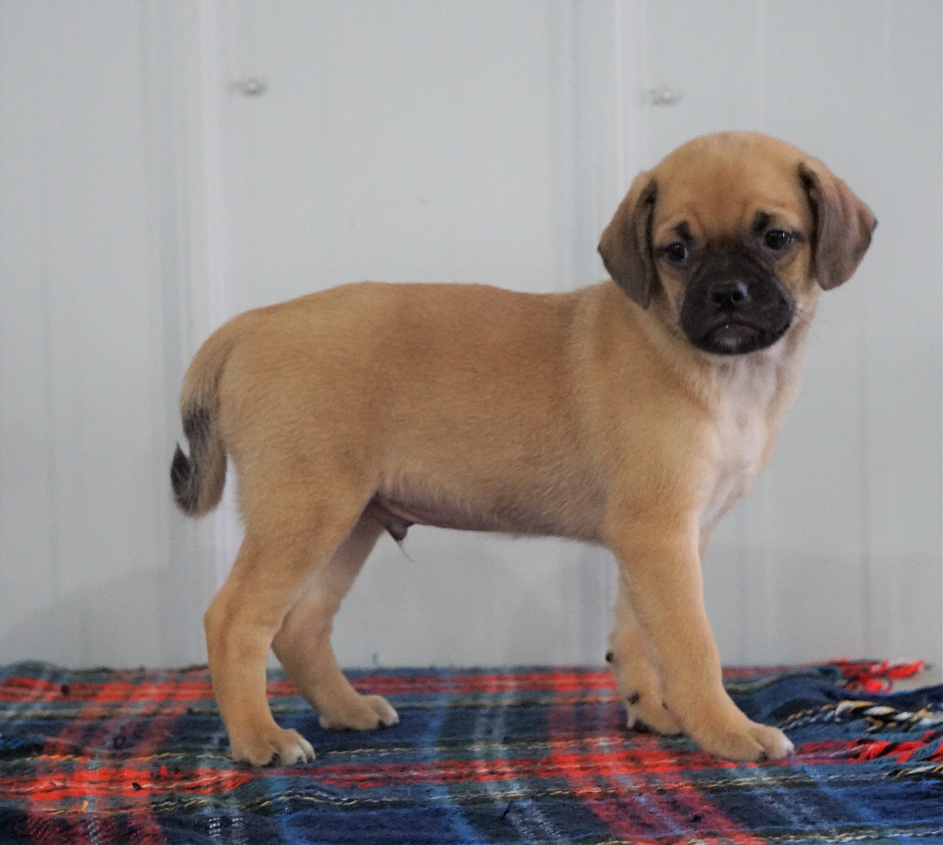 puggles for sale