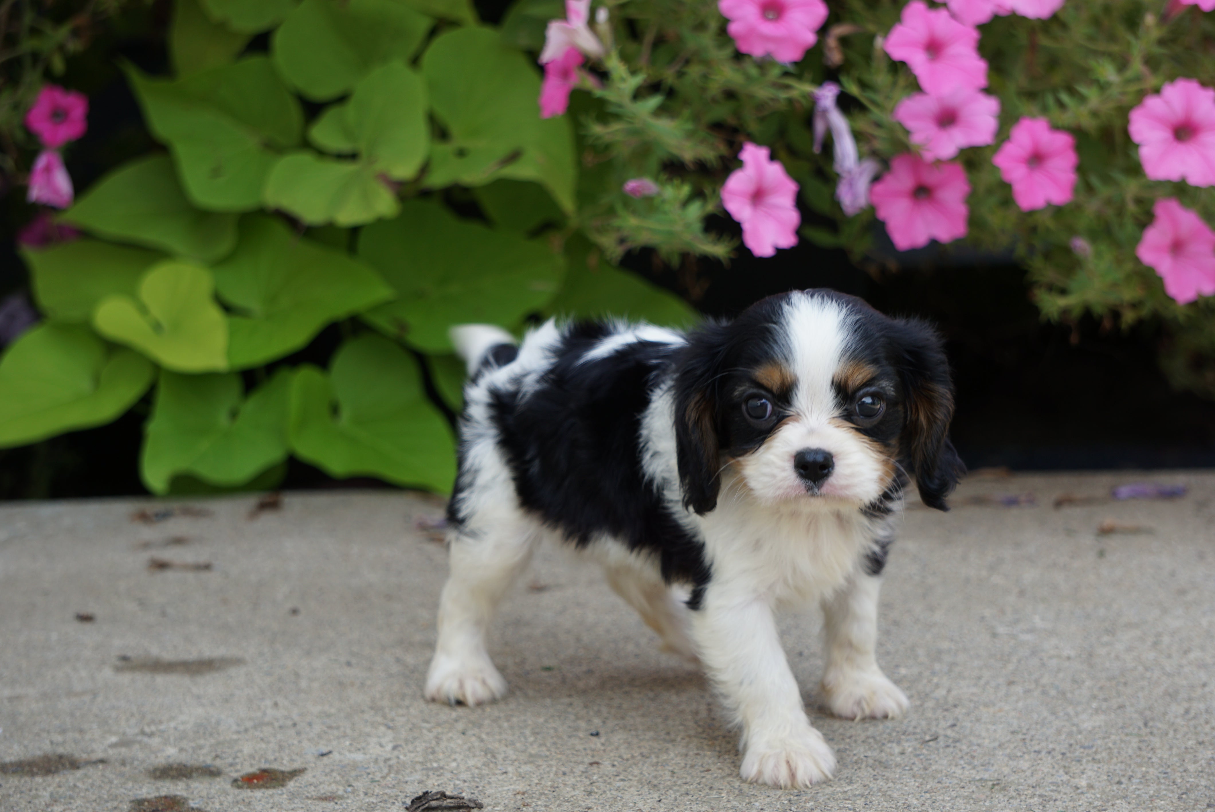 AKC Cavalier King Charles Spaniel For Sale Millersburg OH ...