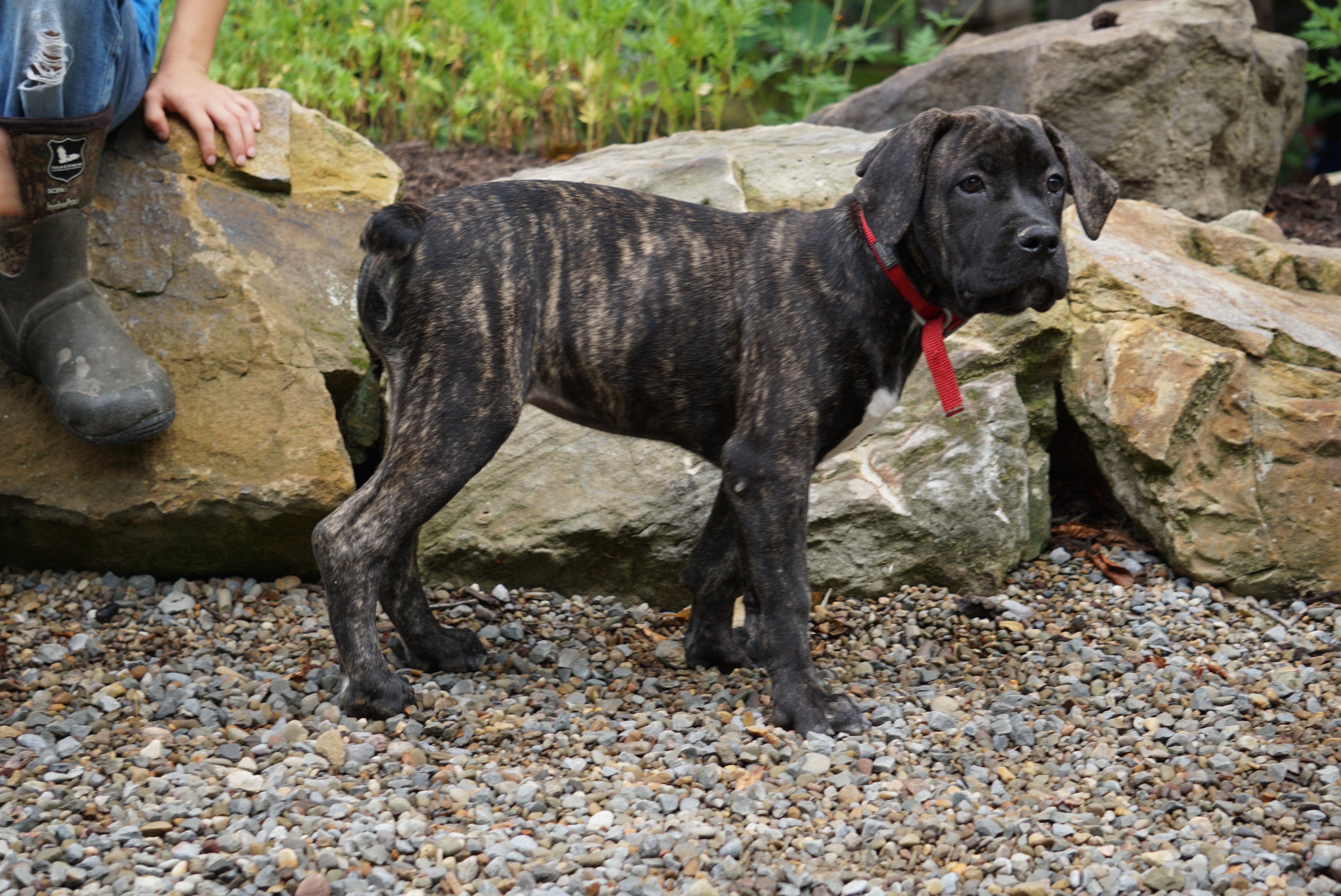 ICA Registered Boerboel Puppy For Sale Dundee OH Female Queen – AC