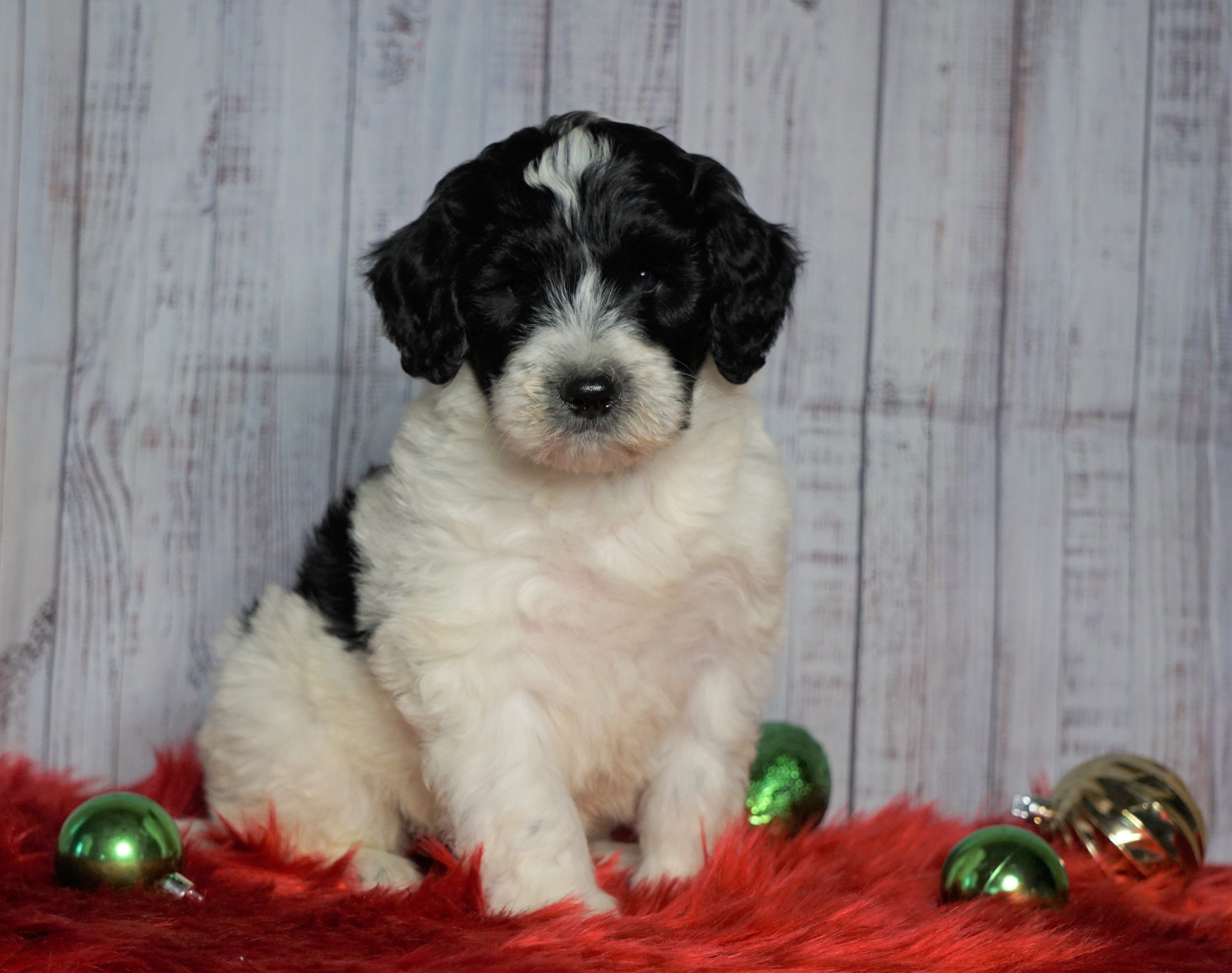 sheepadoodle for sale