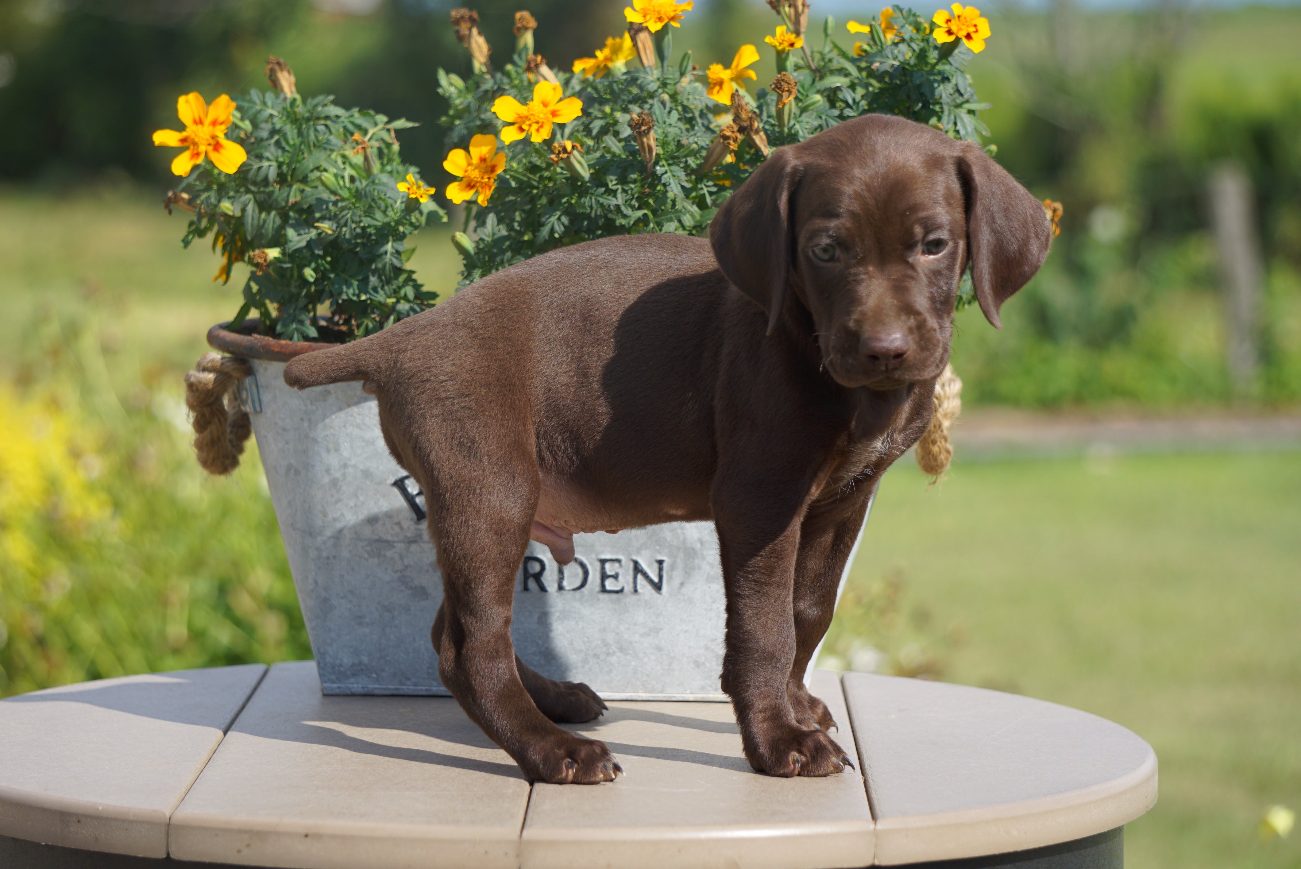 AKC Registered German Shorthaired Pointer For Sale ...