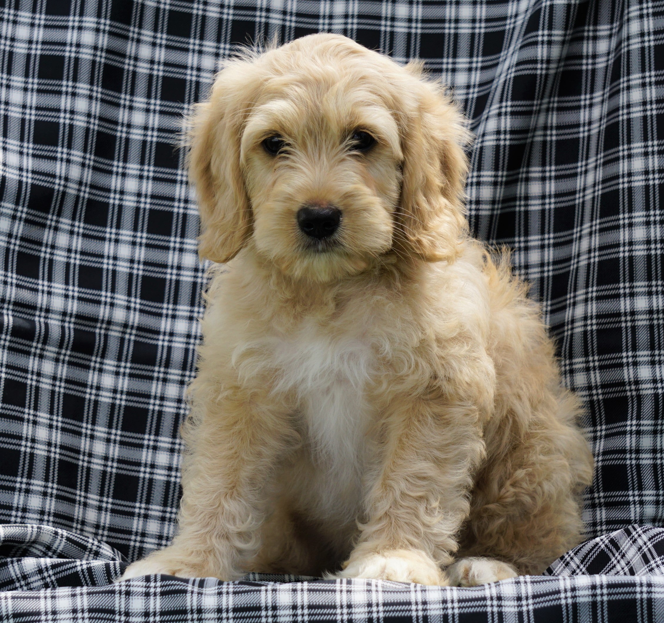 Mini F1B Labradoodle For Sale Millersburg, OH Male- Homer ...