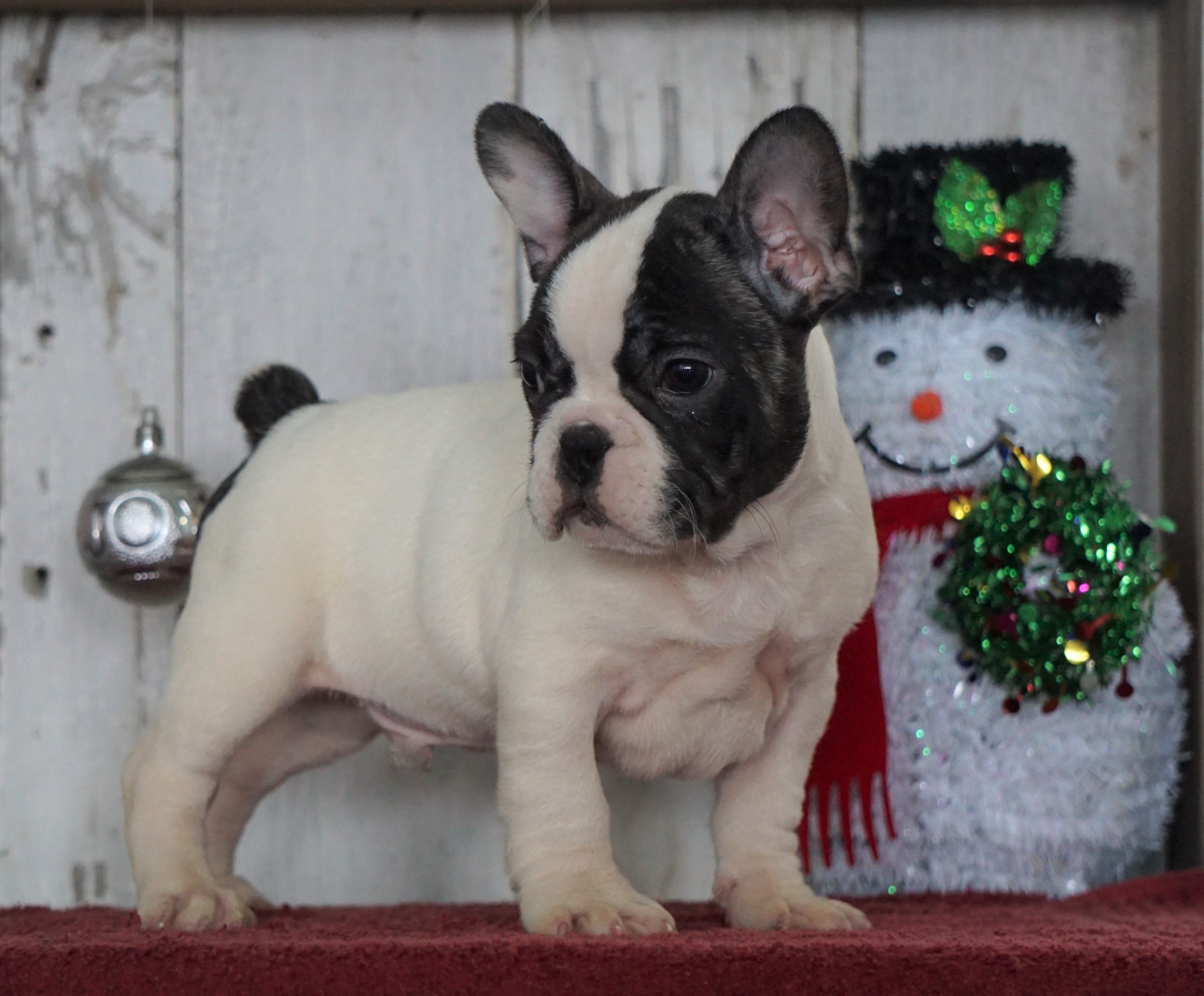 AKC Registered French Bulldog For Sale Millersburg, OH Male- Rocky – AC ...