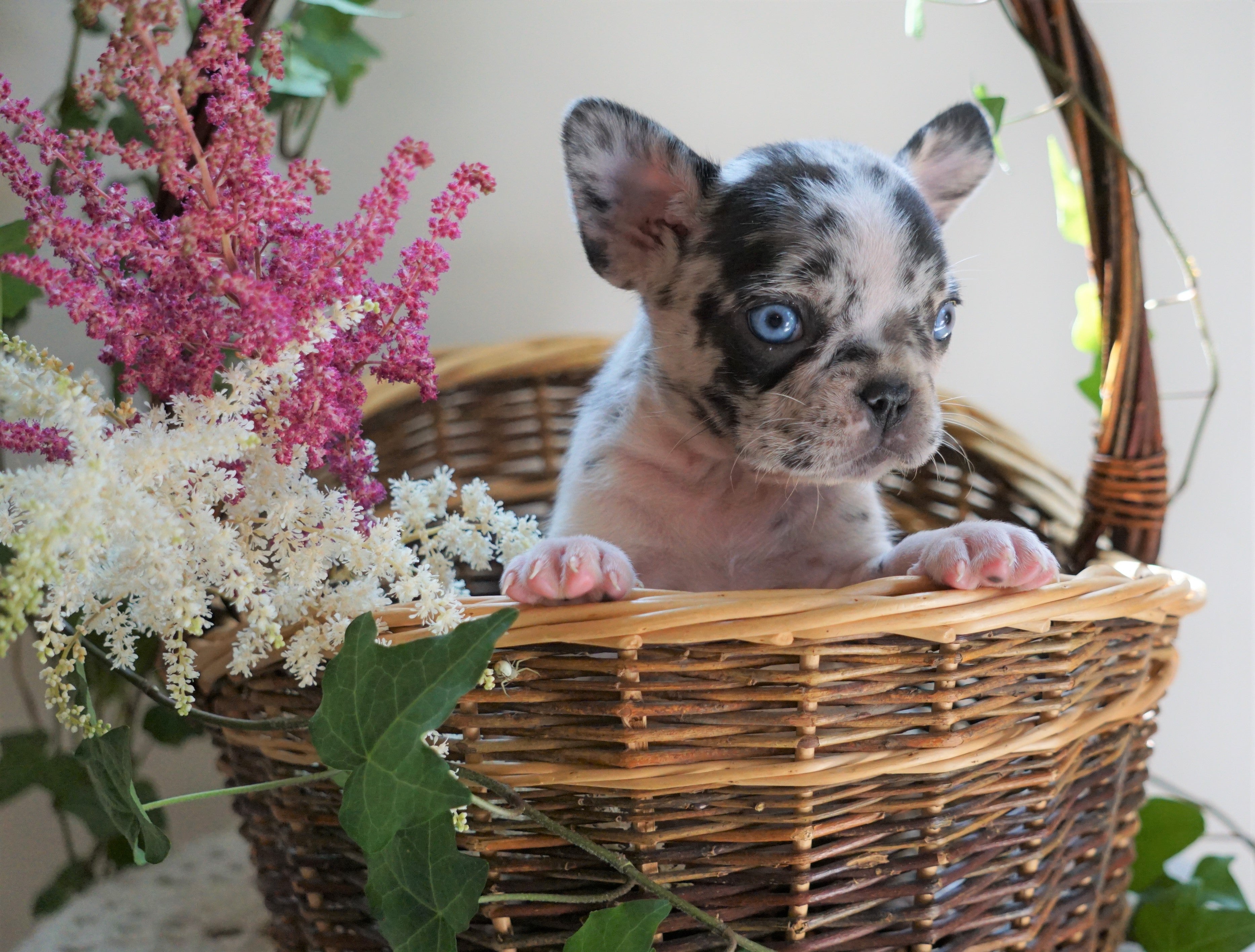 ICA Registered Frenchton Puppy For Sale Shiloh, OH Female- Peanut – AC ...