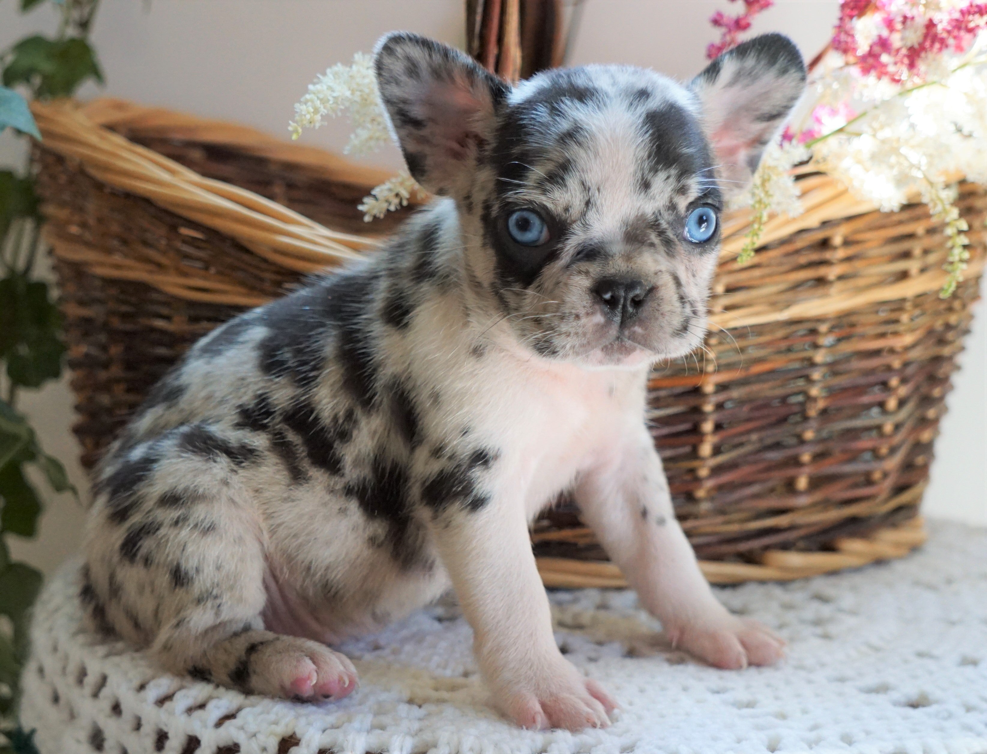 frenchton puppies