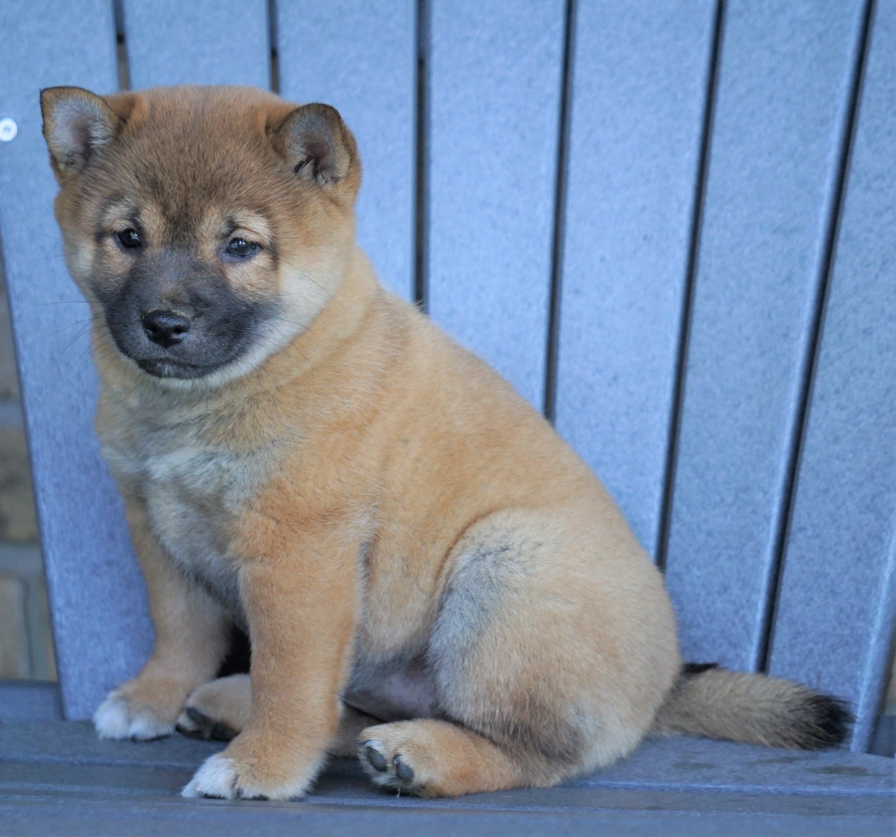 Akc Registered Shiba Inu For Sale Millersburg Oh Female