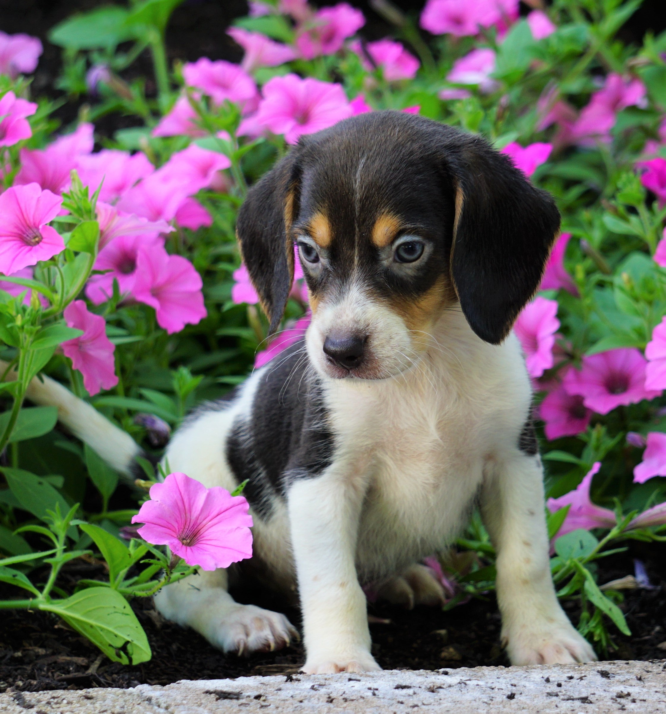 AKC Registered Beagle Puppy For Sale Sugarcreek, OH Male- Hayden - AC Puppies LLC