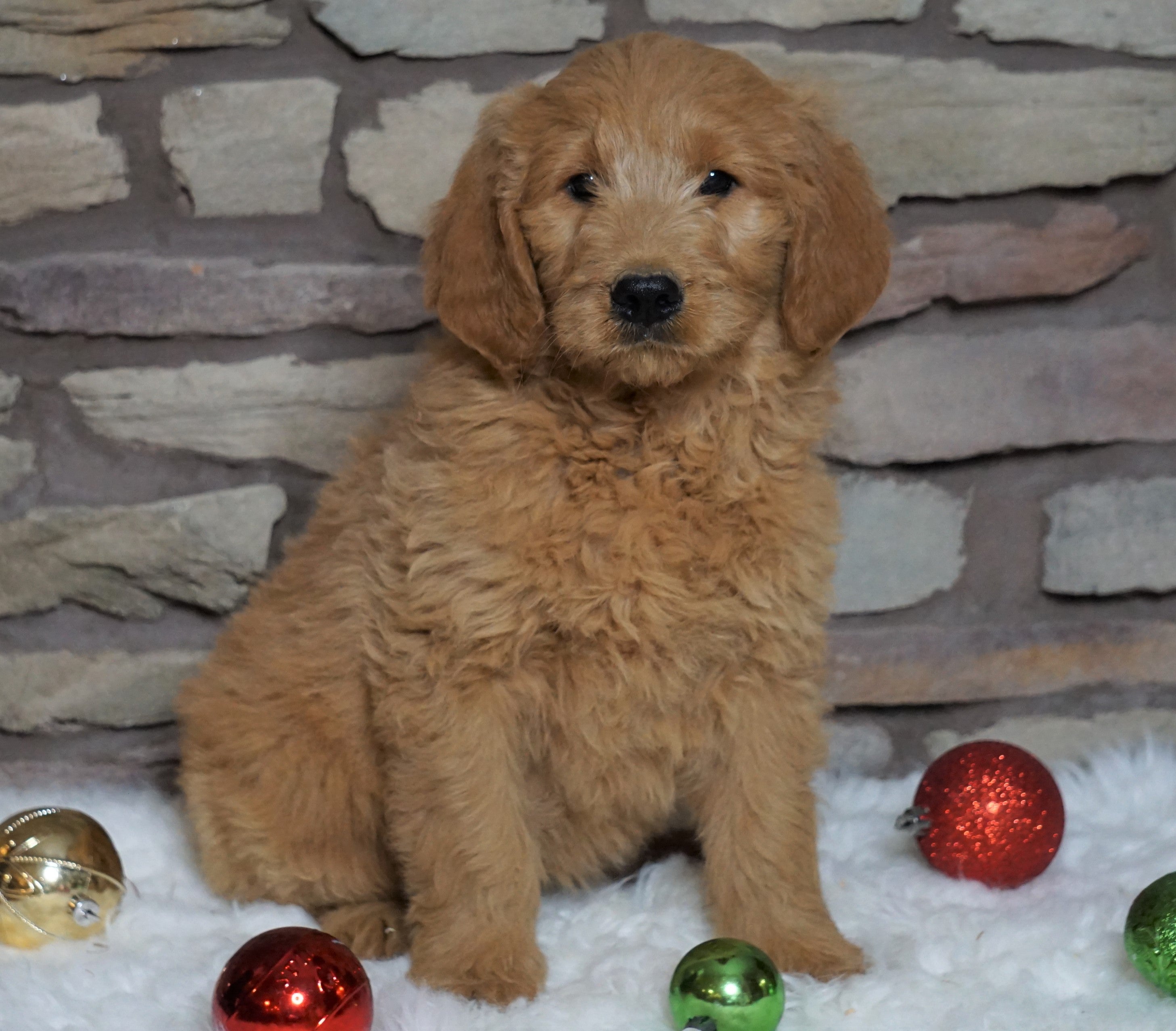 F1b Goldendoodle Standard For Sale Fredericksburg Oh Female Daisy Ac Puppies Llc