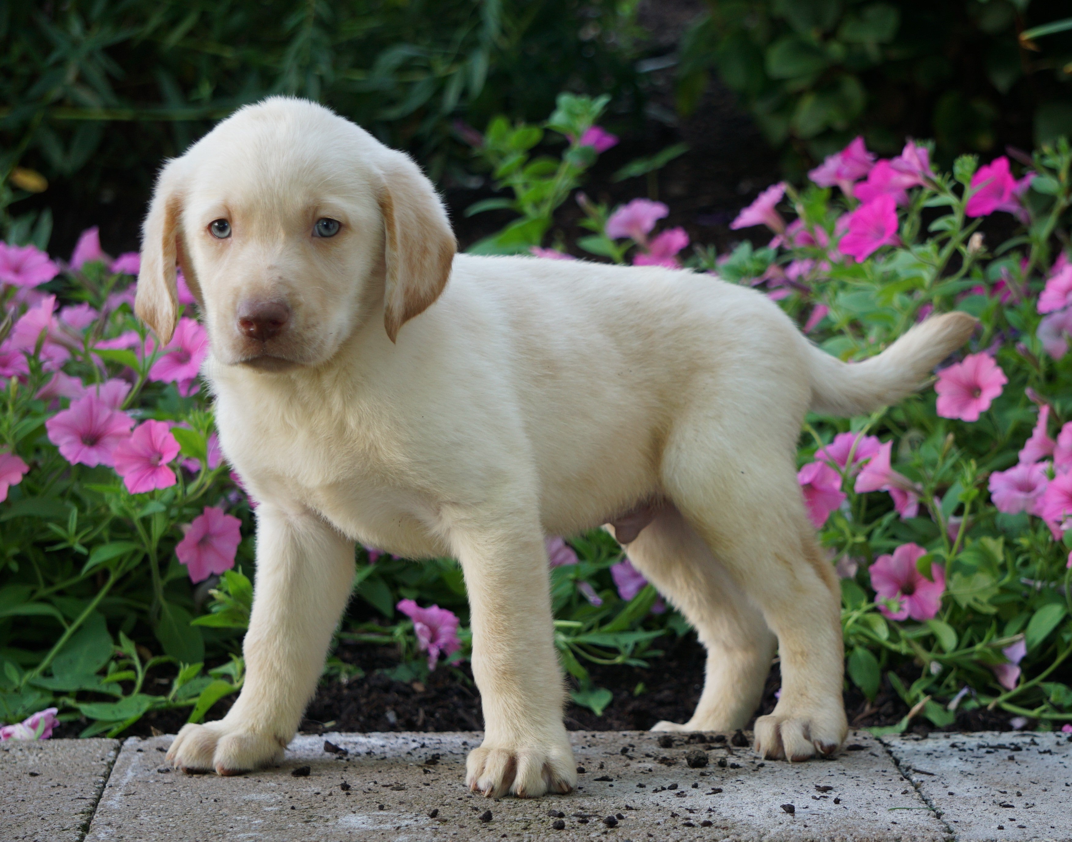 AKC Registered Labrador Retriever For Sale Sugarcreek, OH ...