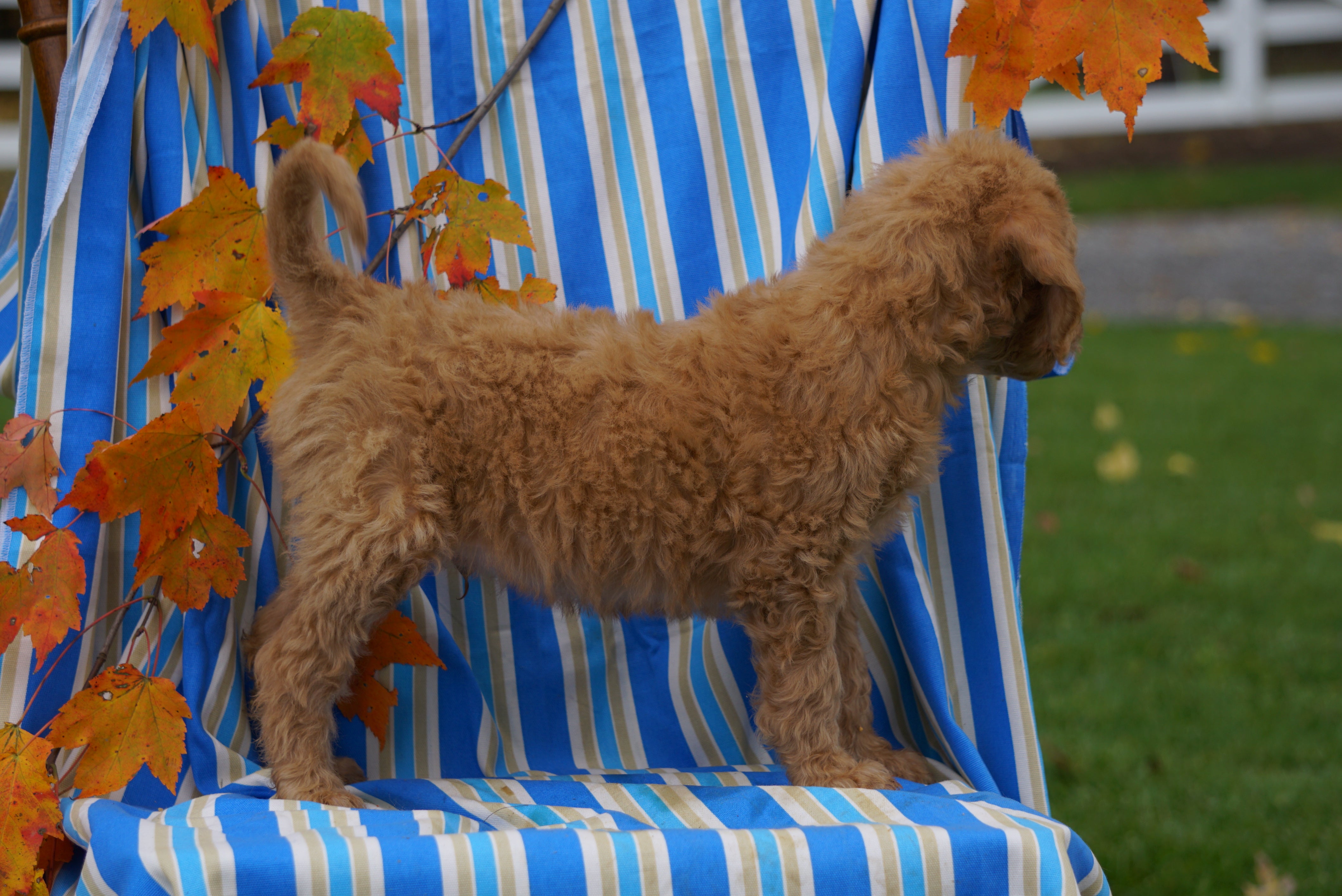 F1b Labradoodle For Sale Millersburg Oh Male Calvin Ac Puppies Llc