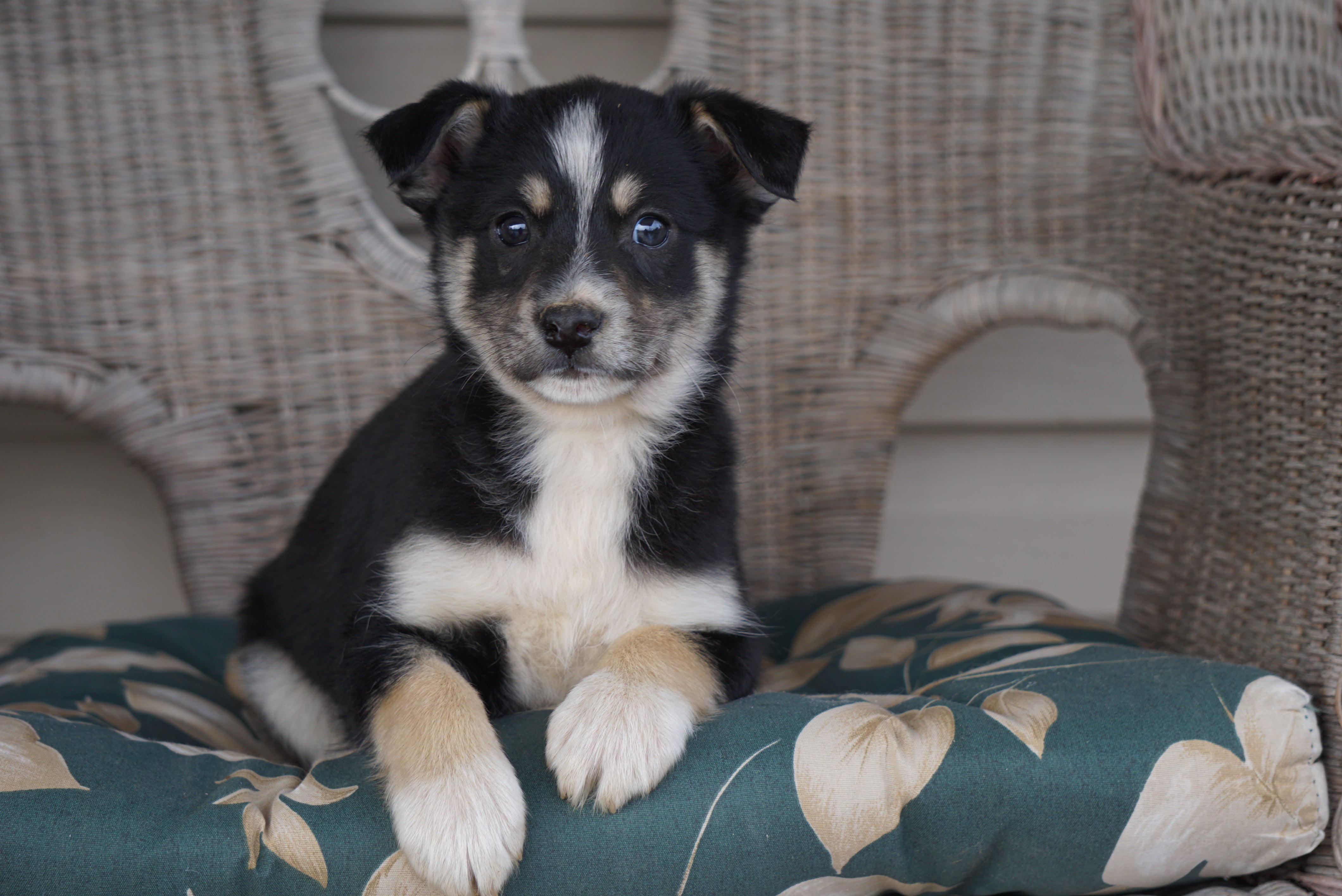 Miniature Australian Shepherd Mix For Sale Holmesville, OH Male- Tucke ...