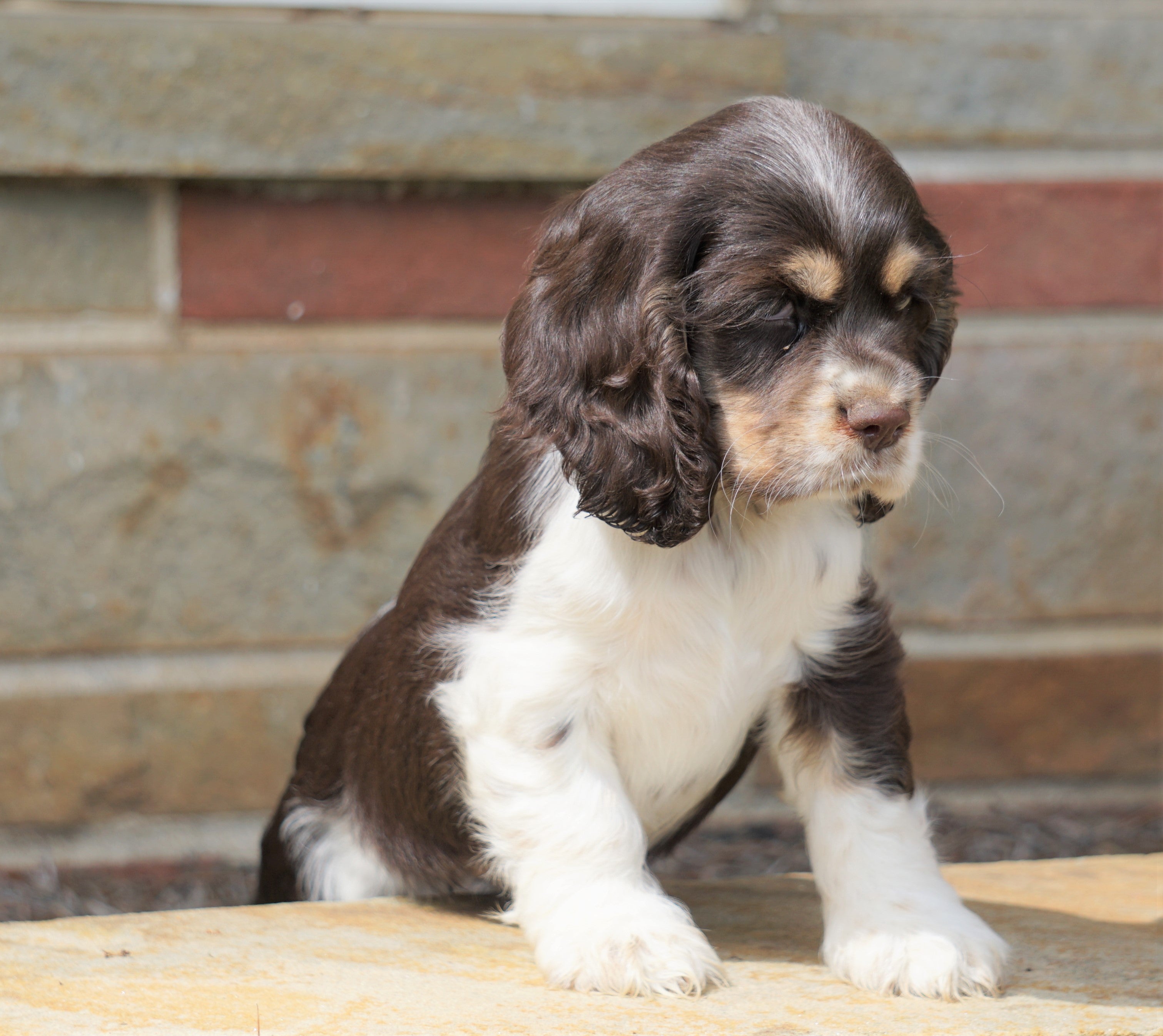 Akc Registered Cocker Spaniel For Sale Wooster Oh Female Sugar Ac Puppies Llc 6061