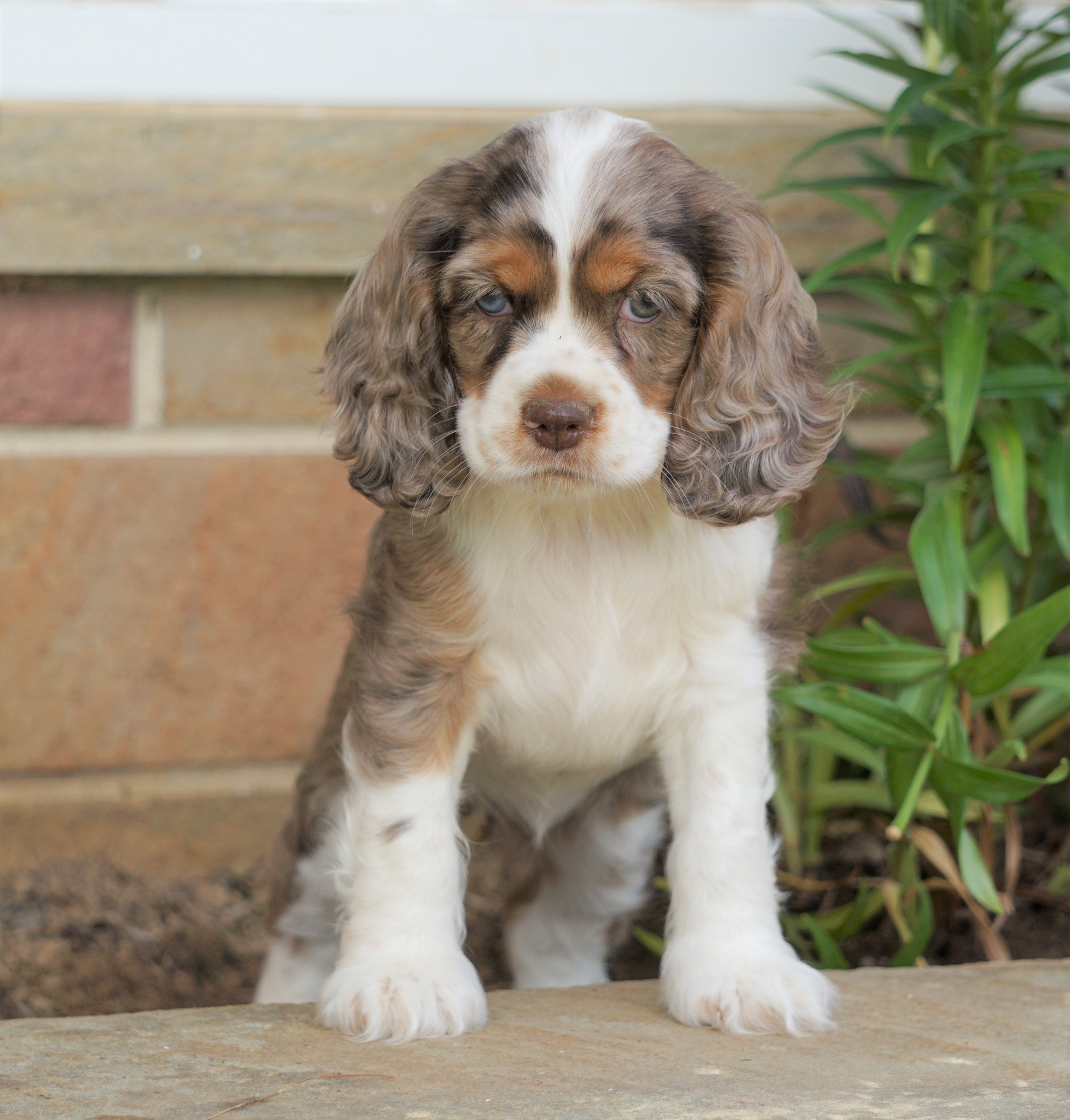 merle cocker spaniel for sale