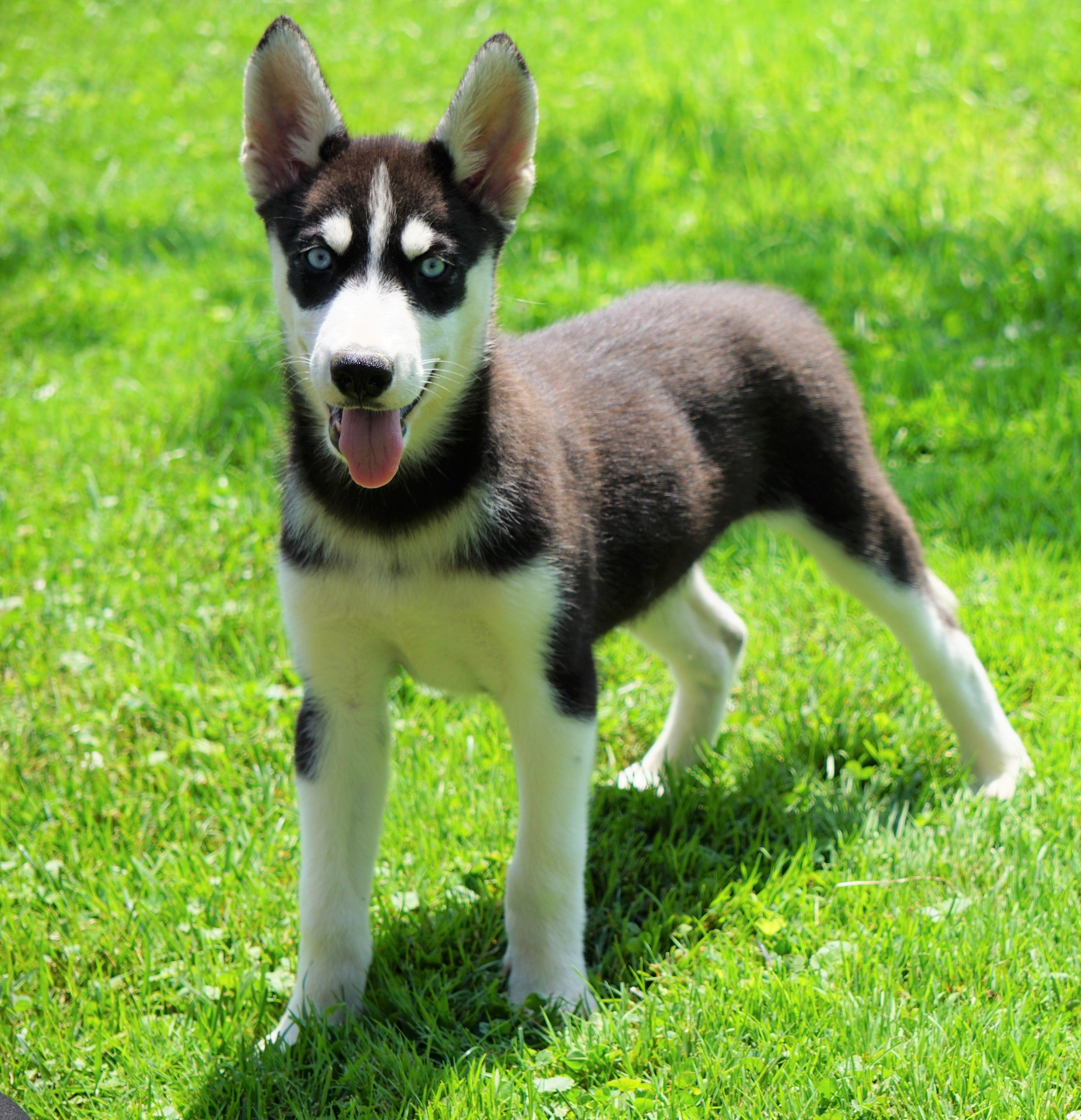 AKC Registered Siberian Husky For Sale Millersburg, OH Female- Dora ...