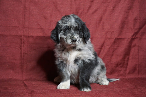 Australian shepherd puppies for sale under $200