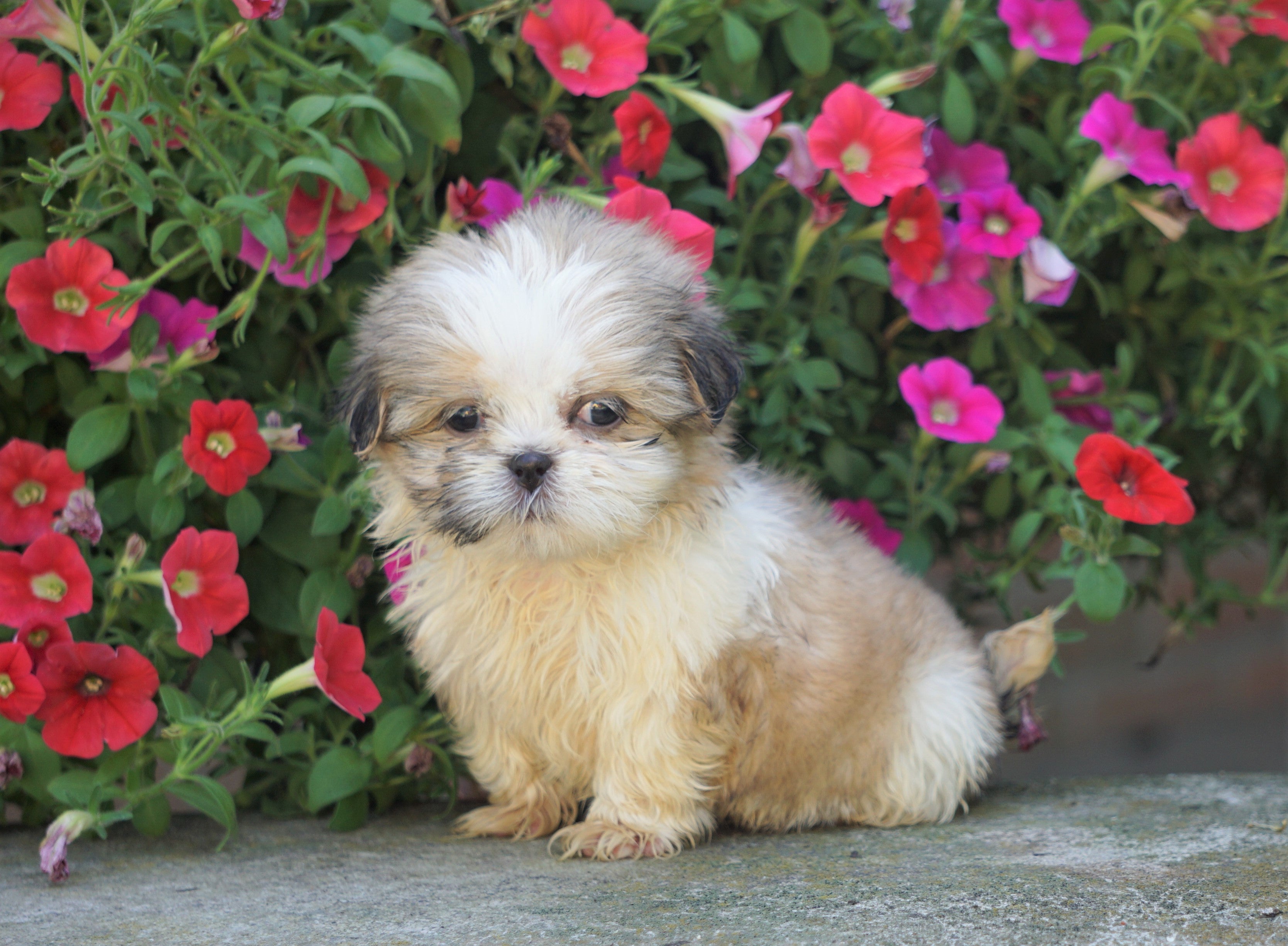 Shih Tzu Puppy For Sale In Portugal