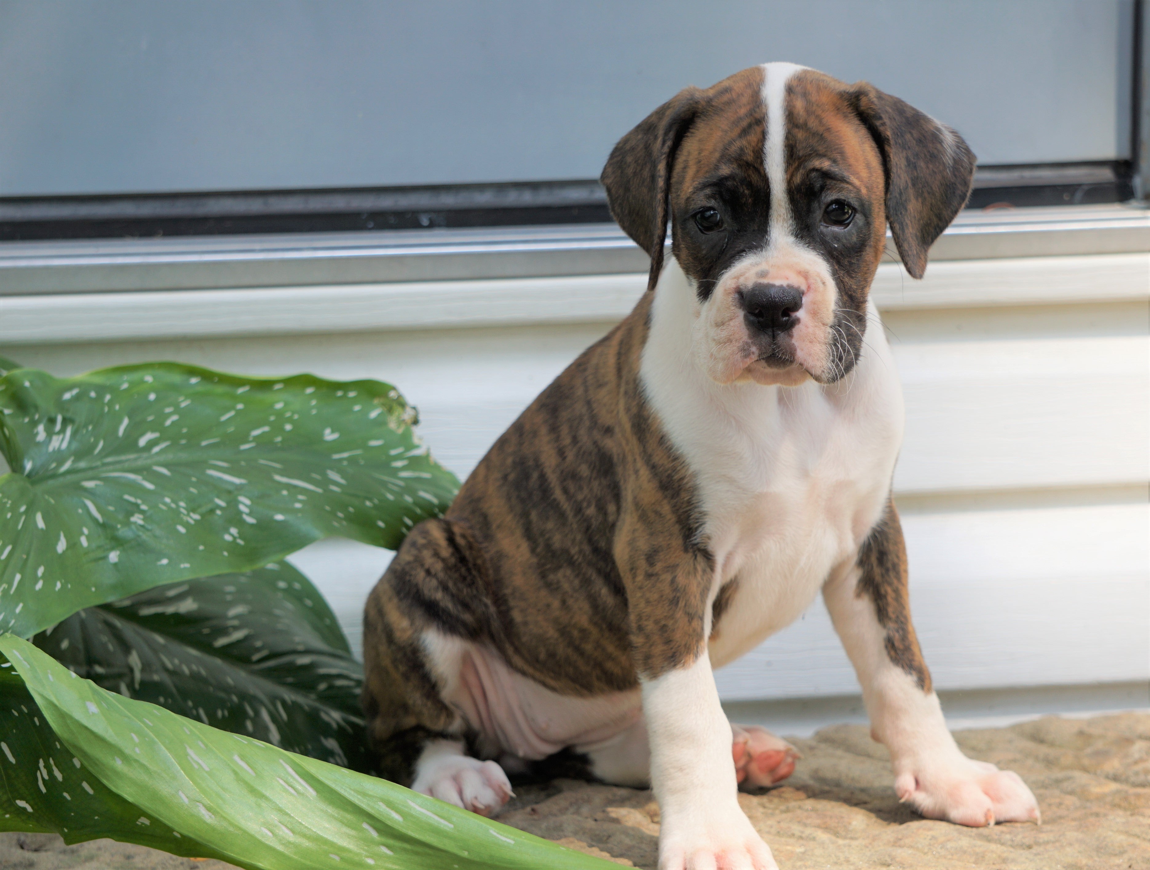 Akc Registered Boxer Puppy For Sale Baltic Oh Female Greta Ac Puppies Llc