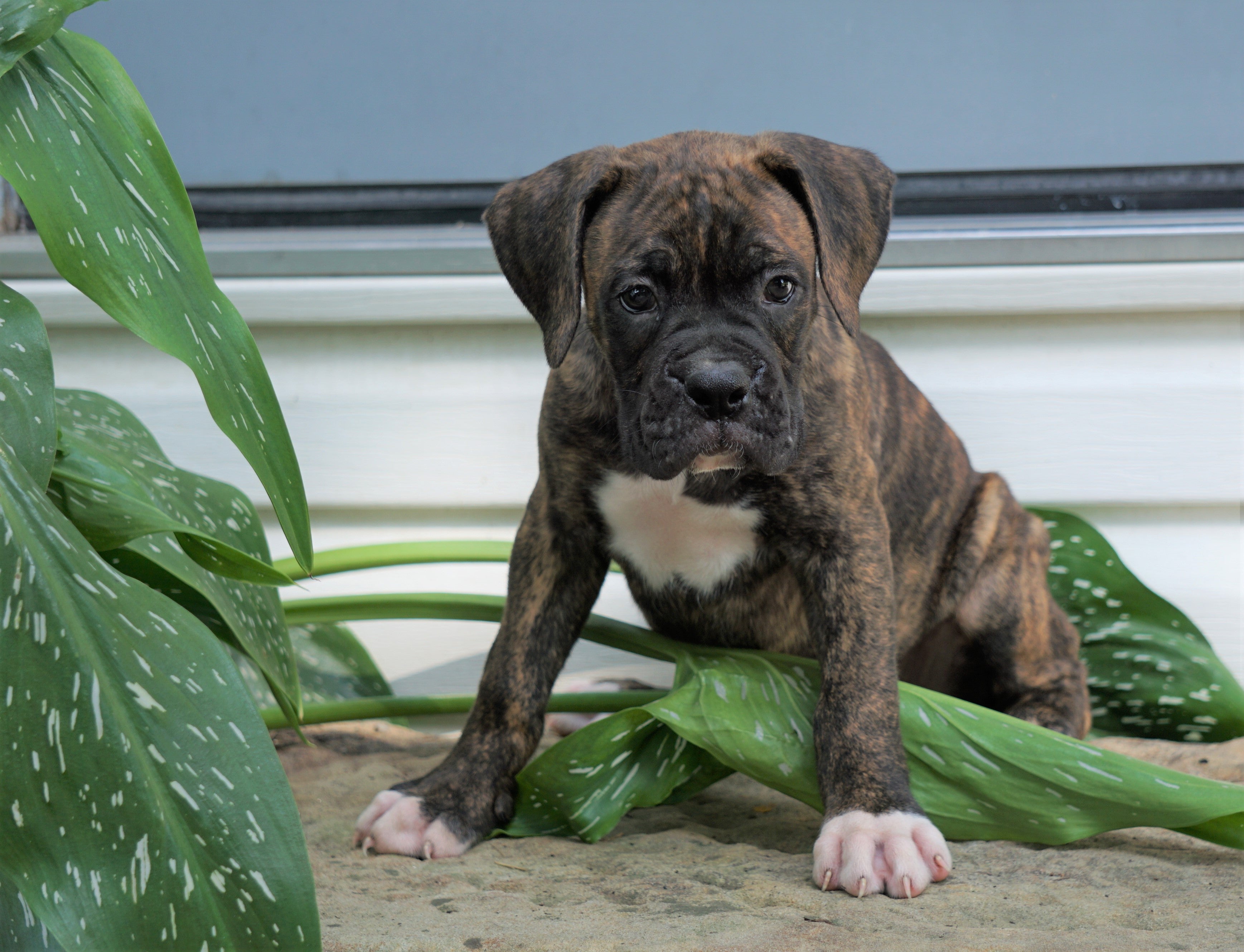 how much do akc boxer puppies cost