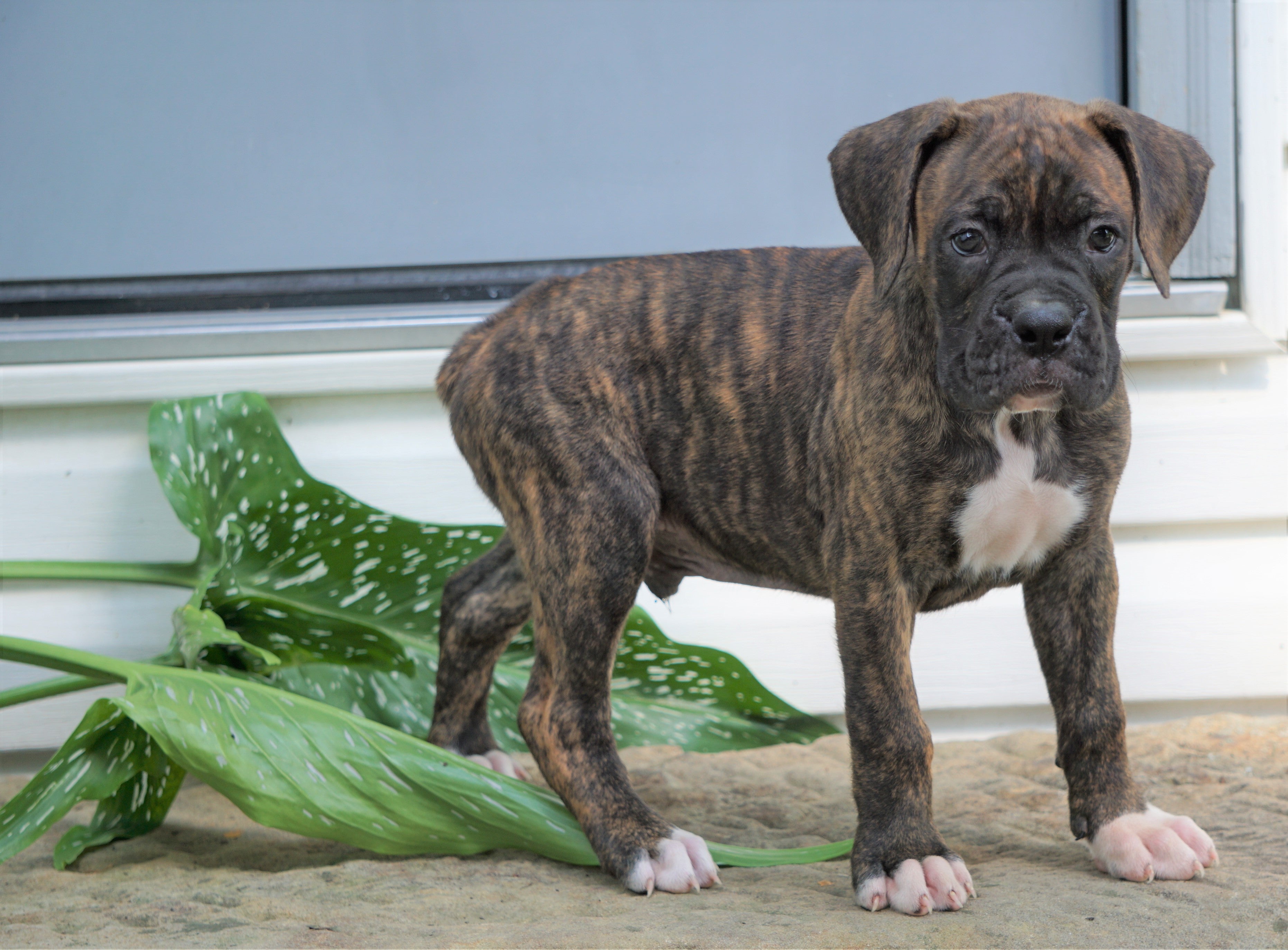akc boxer puppies for sale