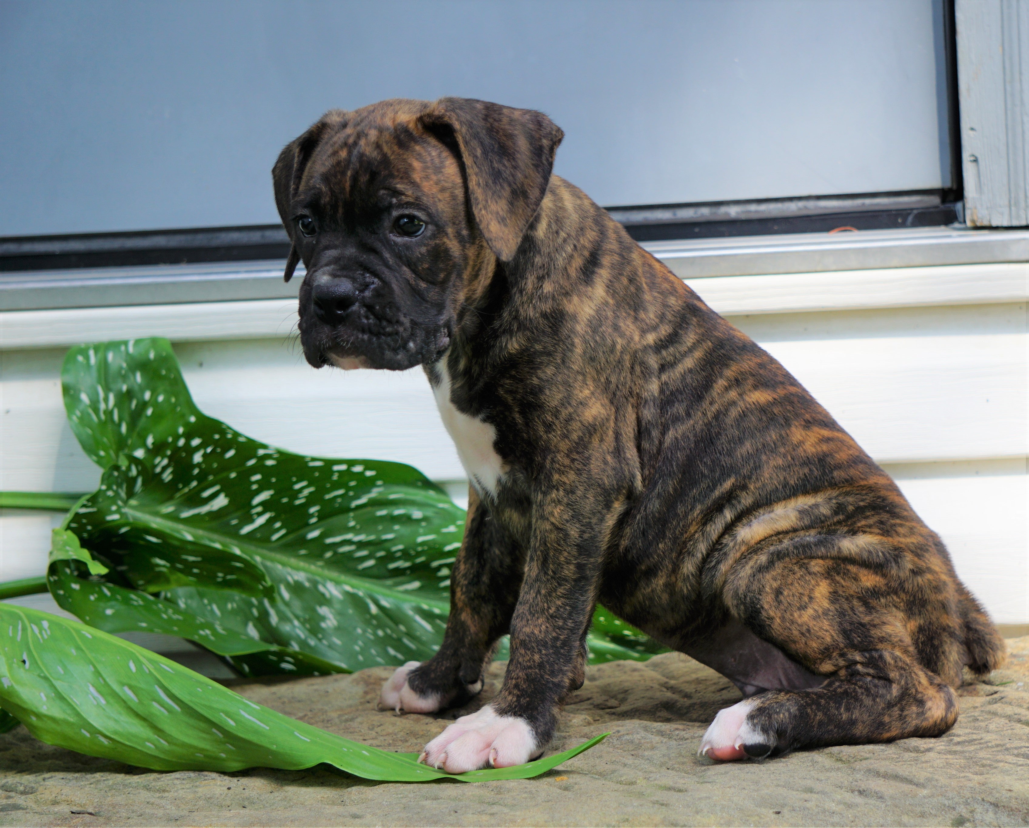 AKC Registered Boxer Puppy For Sale Baltic, OH Male AC