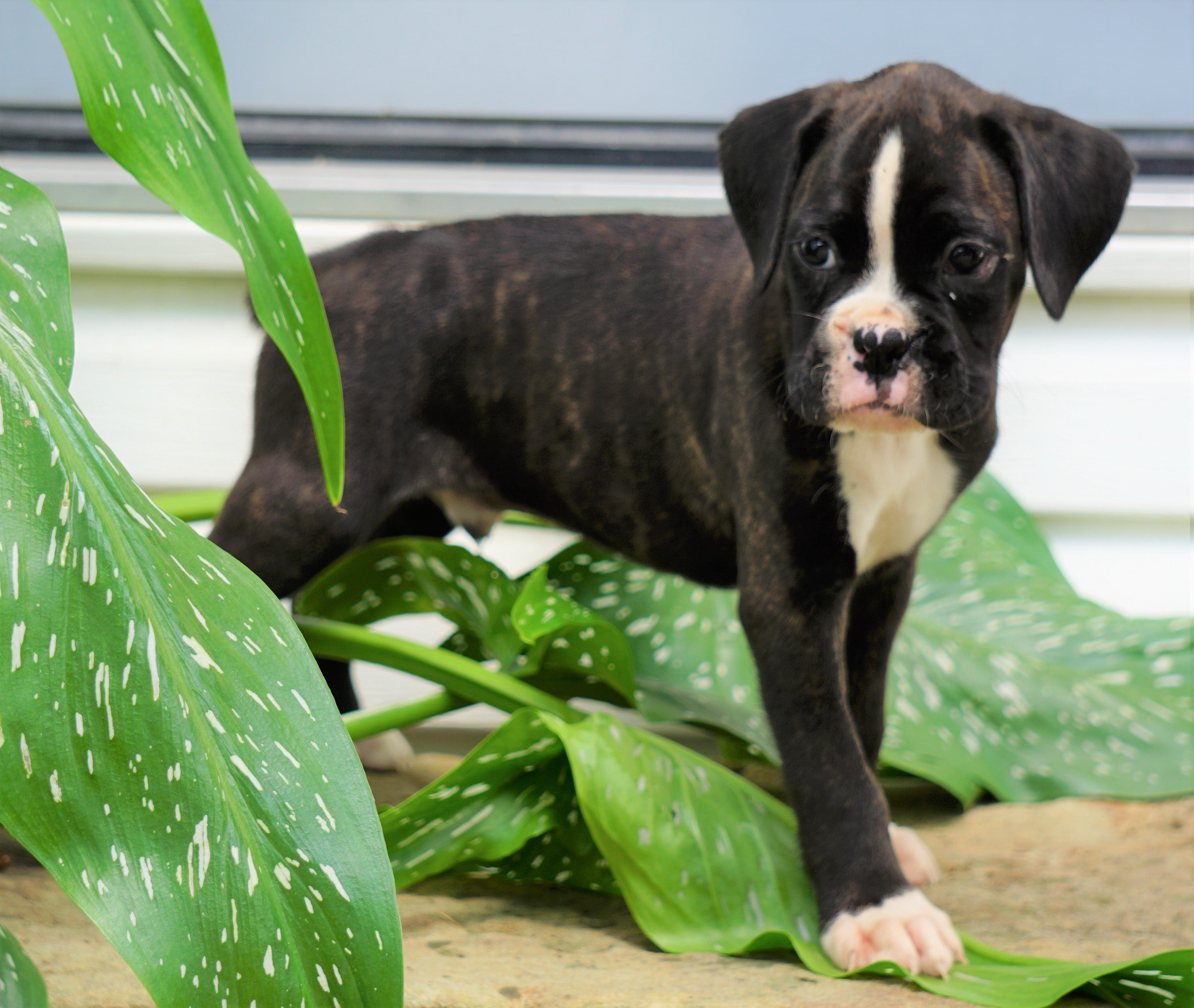 List 90+ Pictures Pictures Of Boxer Puppies For Sale Stunning