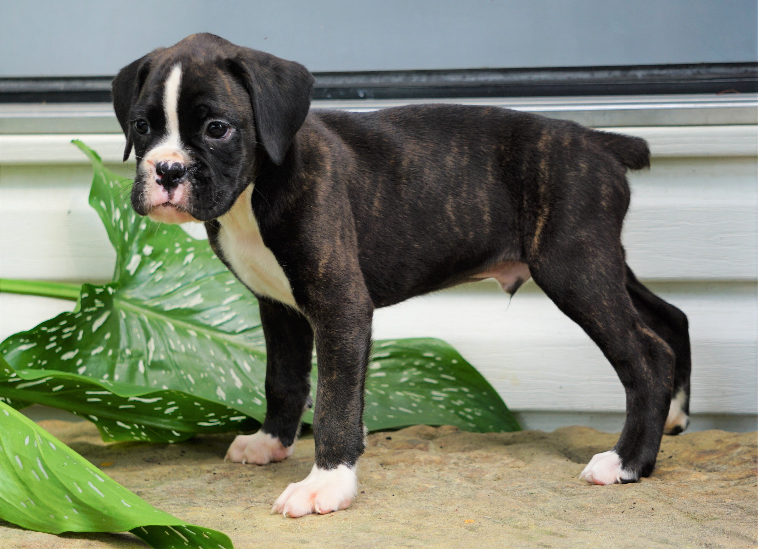 5. "Blonde Boxer Puppies for Sale" - wide 5