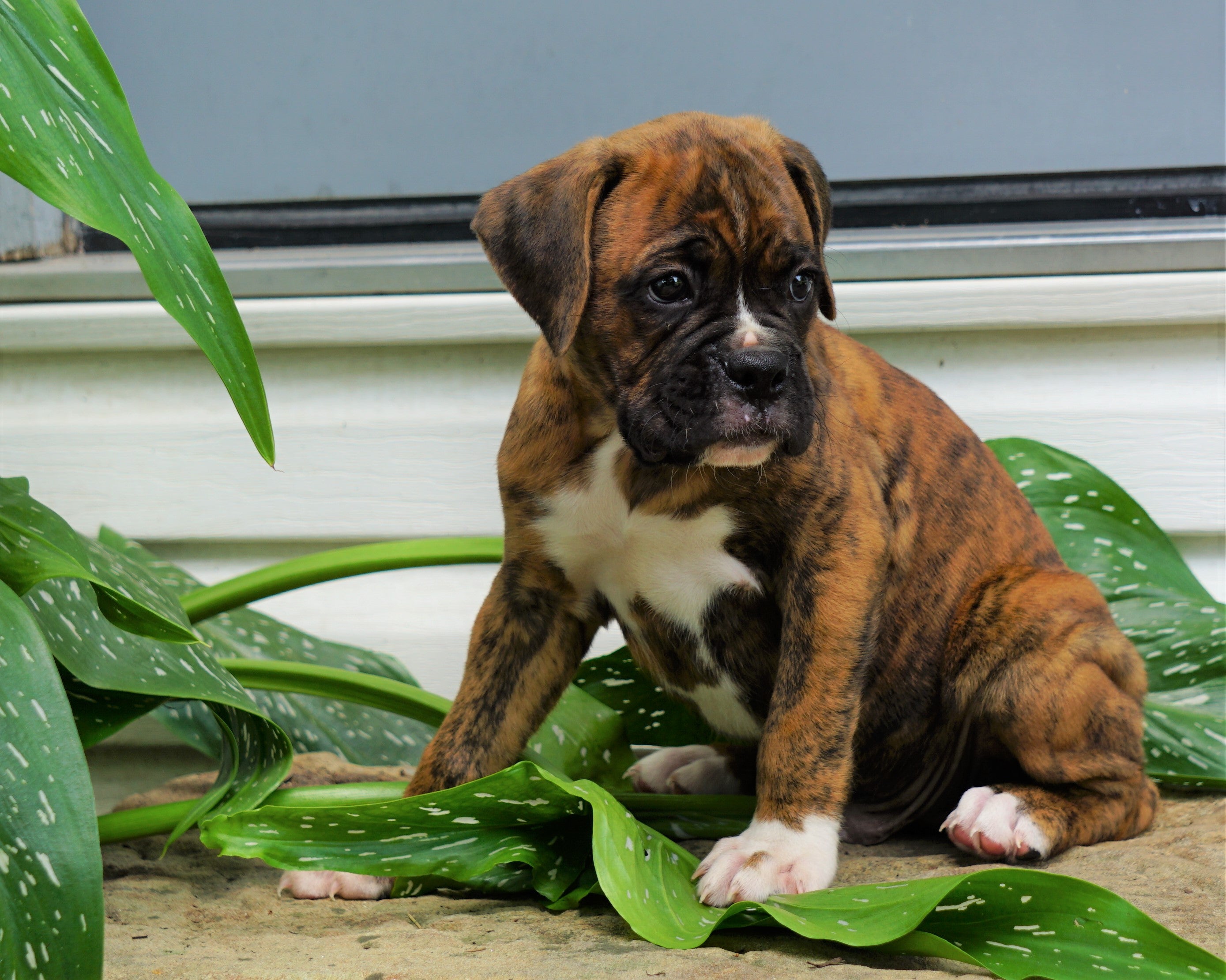 how much do akc boxer puppies cost