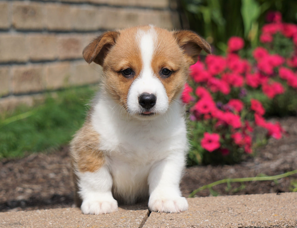 AKC Registered Pembroke Welsh Corgi For Sale Millersburg ...