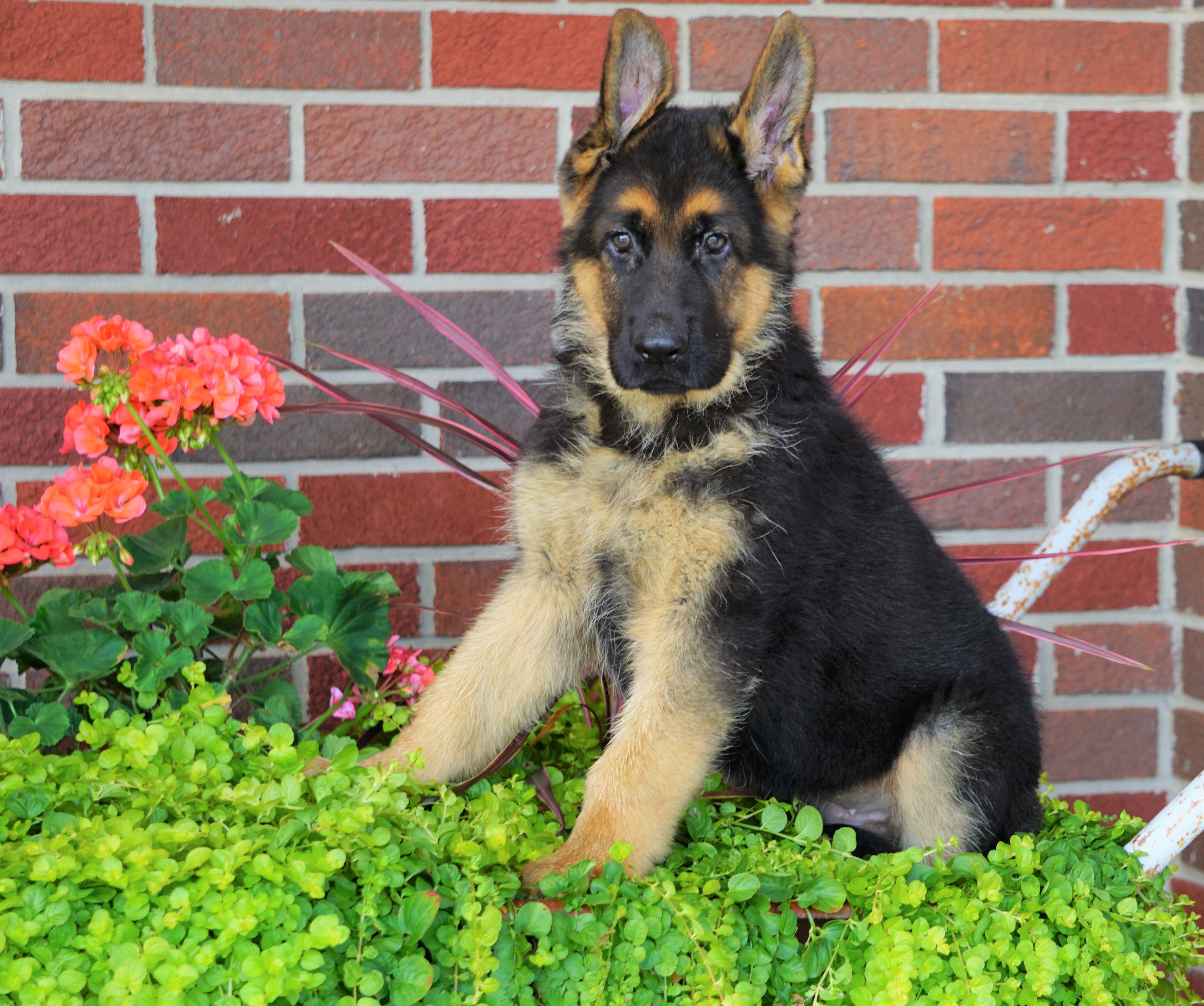 AKC Registered German Shepherd For Sale Baltic, OH Male ...