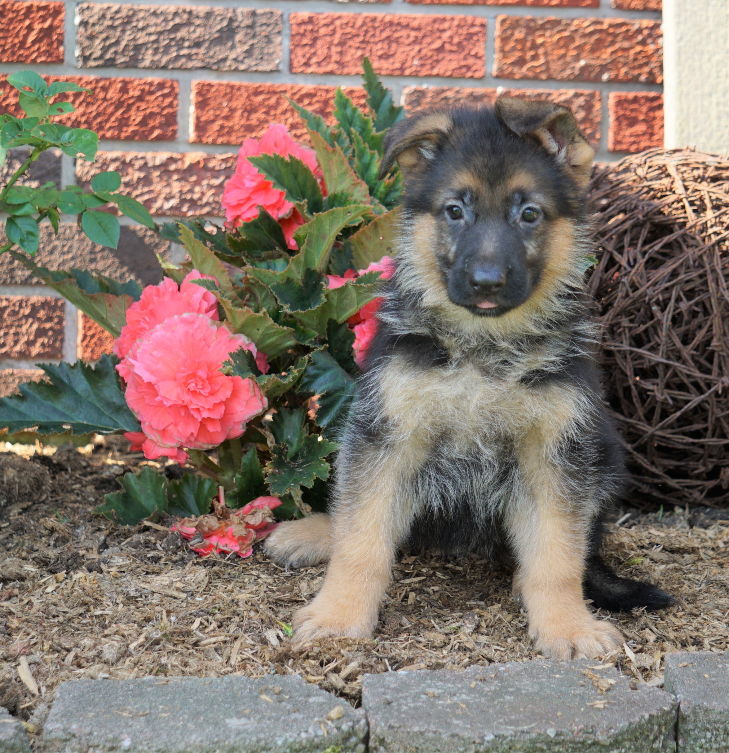 AKC Registered German Shepherd For Sale Baltic, OH Female- Princess ...