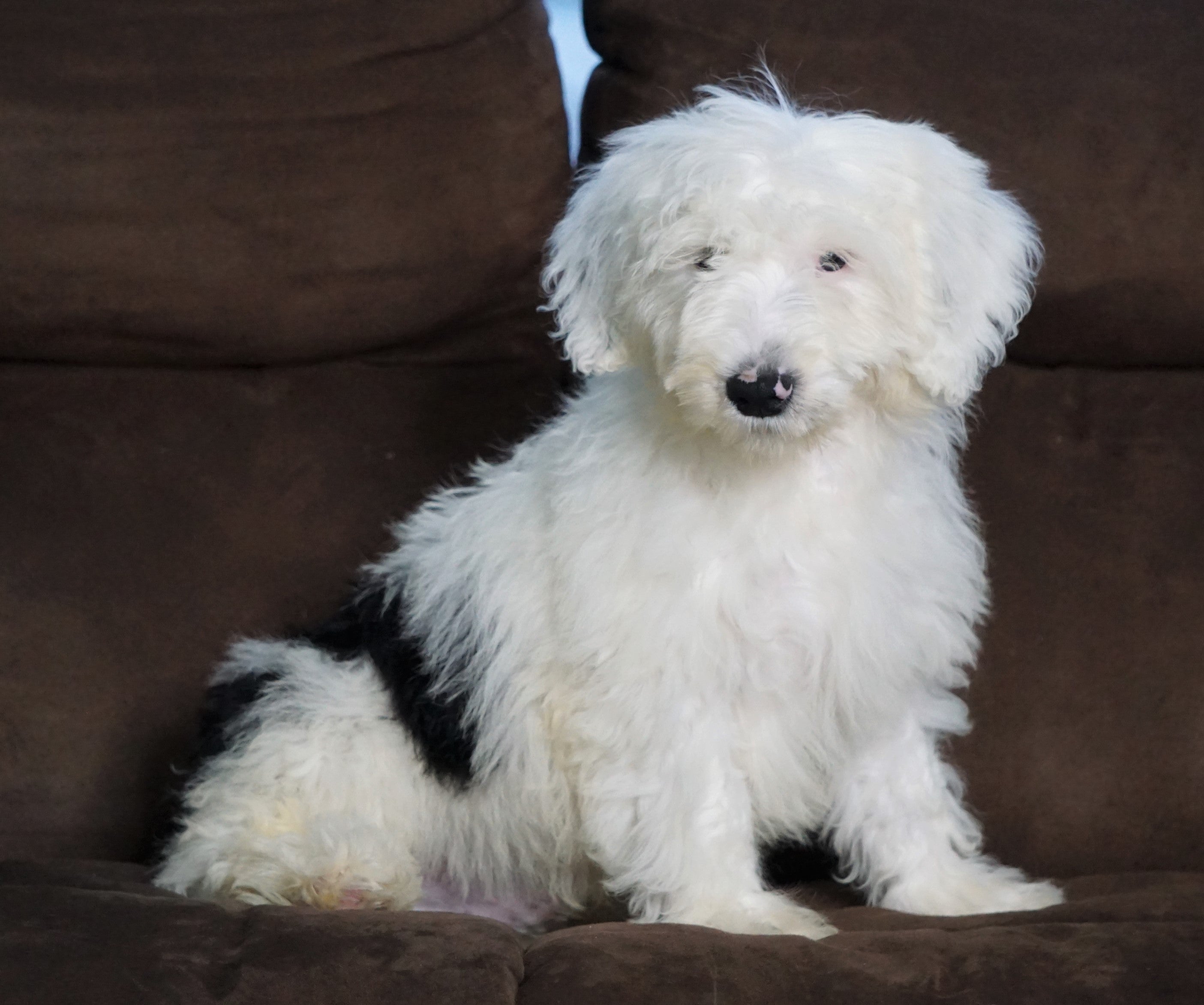 f1 sheepadoodle