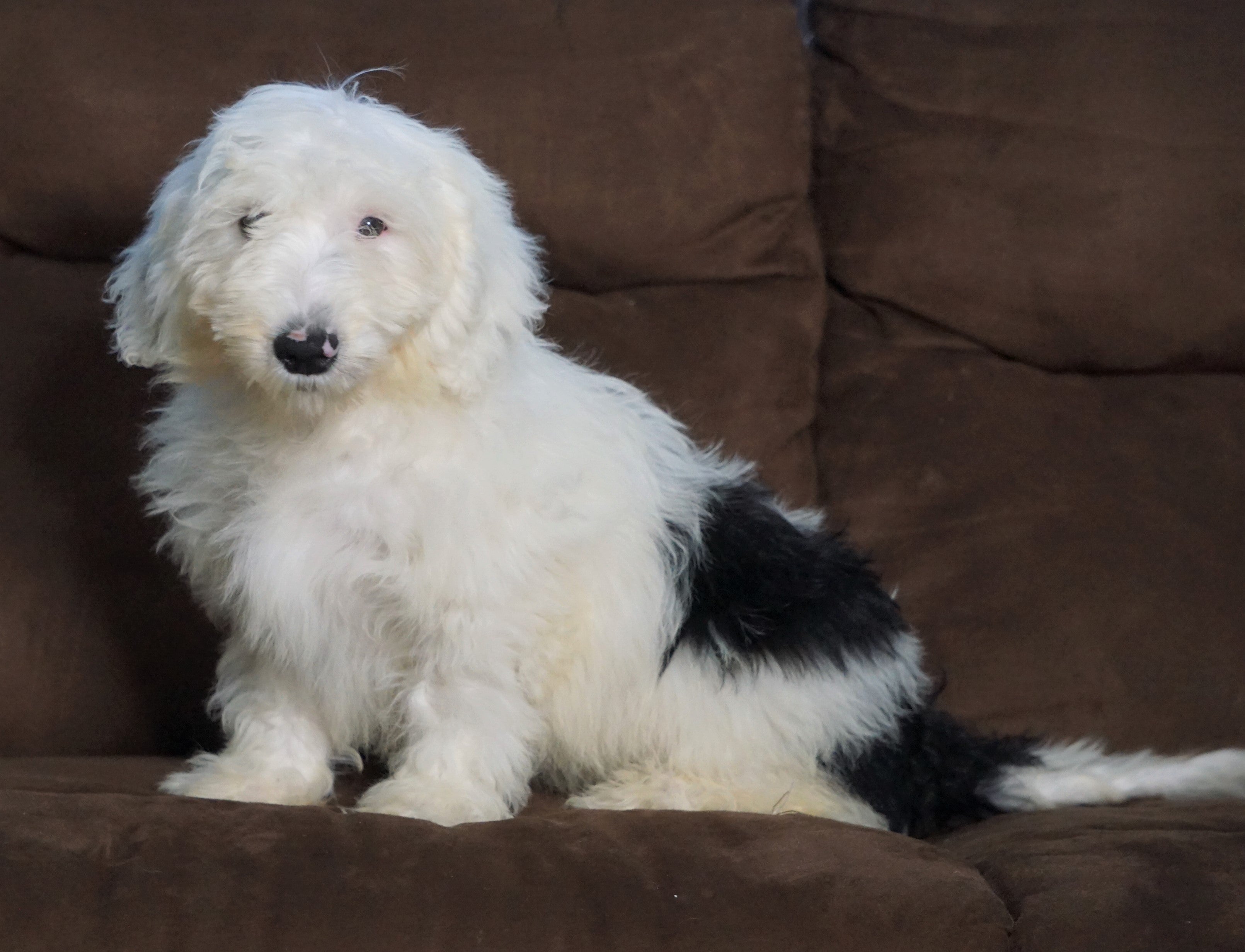 f1 sheepadoodle