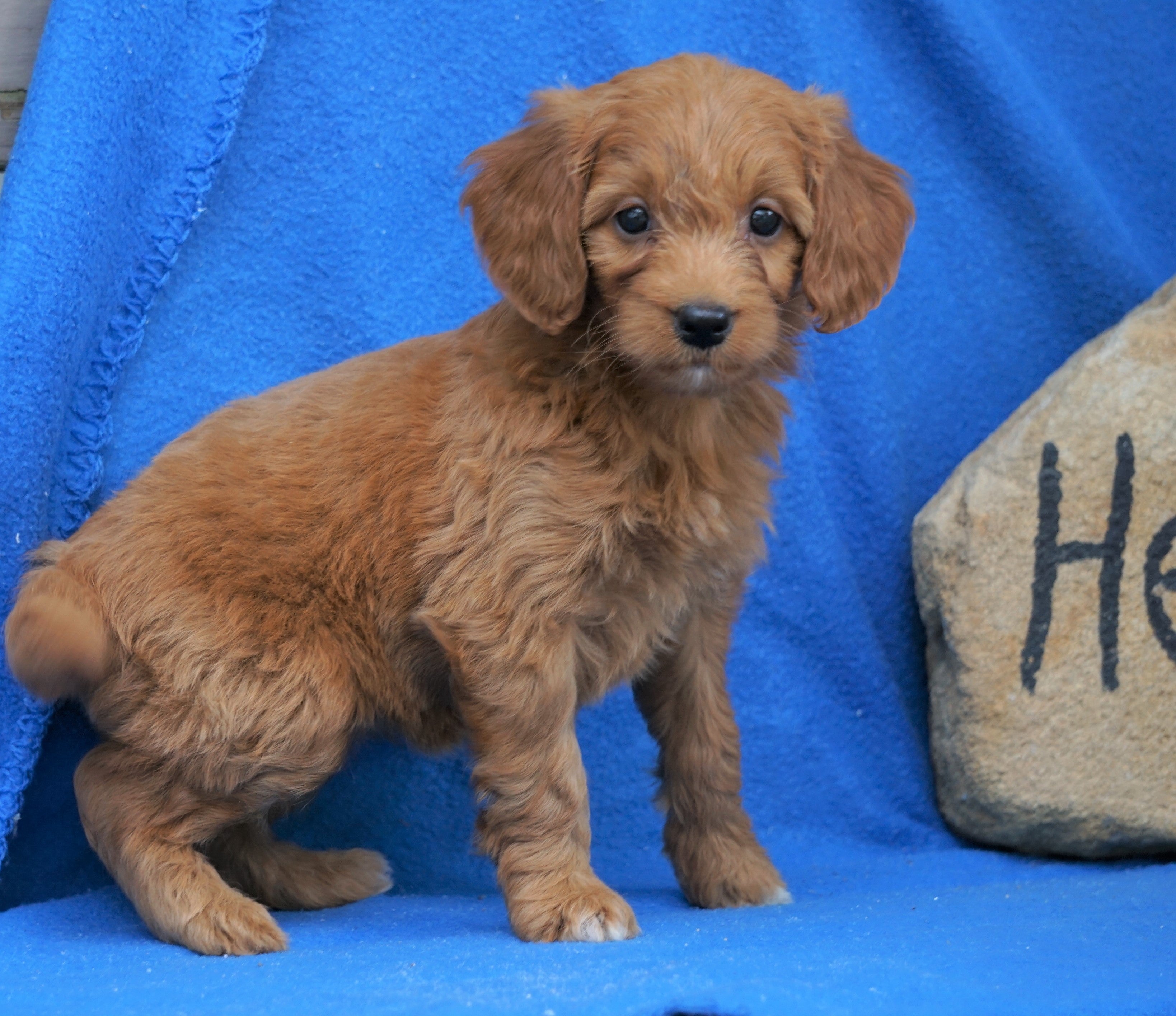 Mini Goldendoodle For Sale Holmesville, OH Female Macey AC Puppies LLC