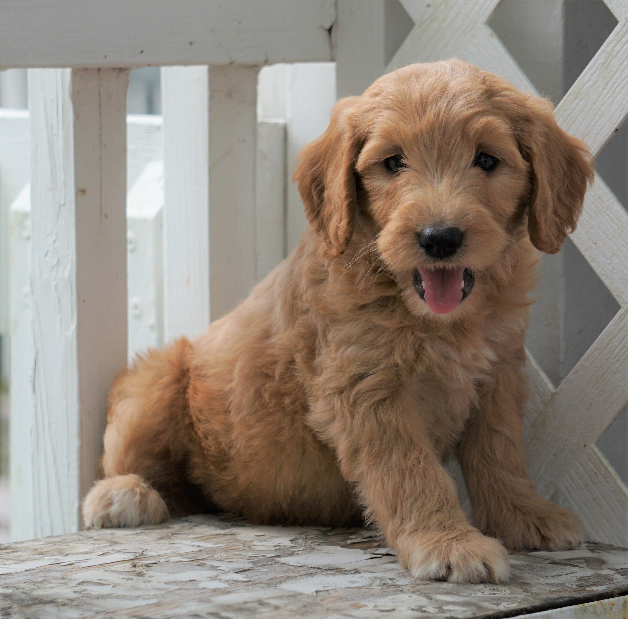 Mini Goldendoodle For Sale Holmesville, OH Female Sky AC Puppies LLC