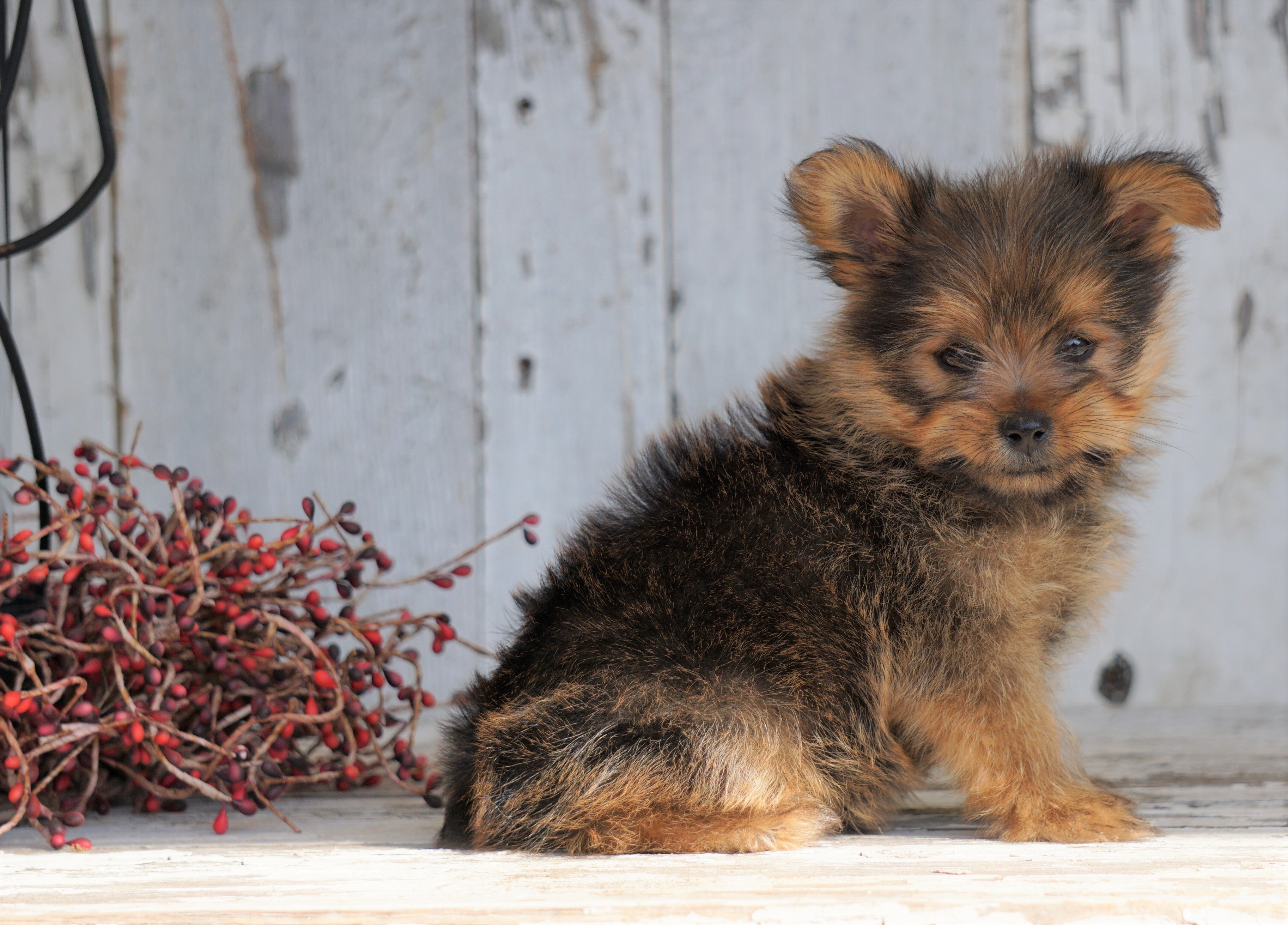 Pomeranian Yorkie Mix Puppies For Sale In Michigan Stefani Zarate