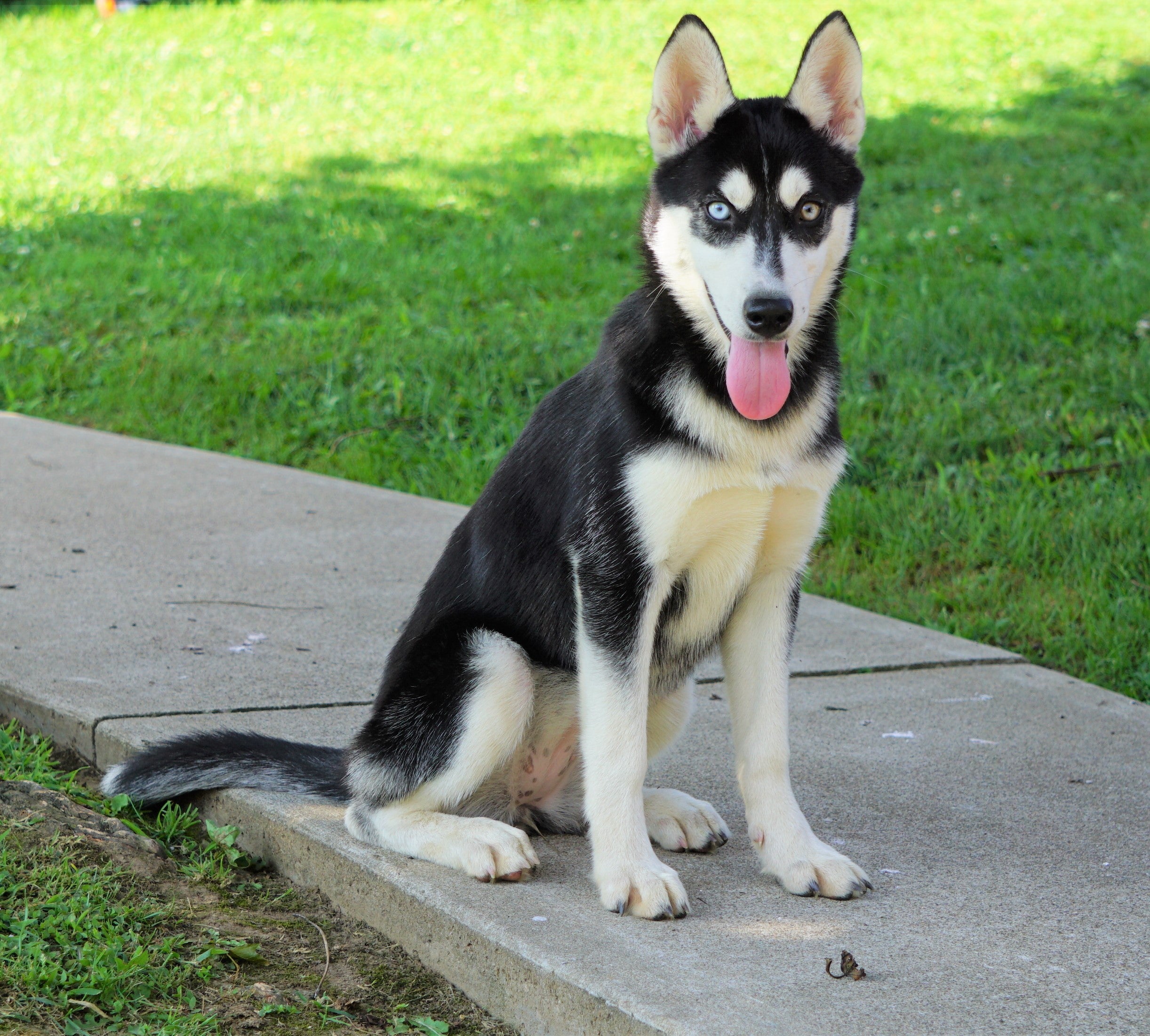 female siberian husky for sale