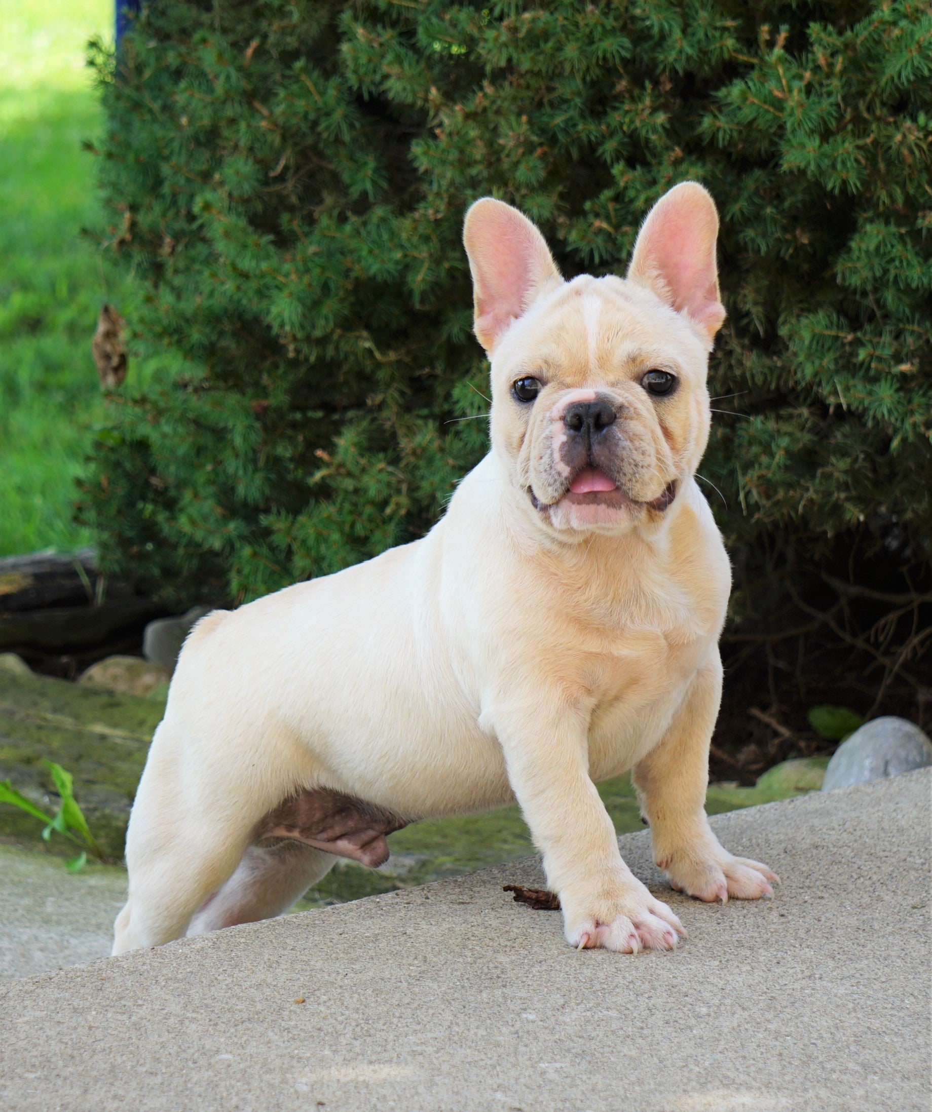 29+ French Bulldog For Sale Akc Pic - Bleumoonproductions