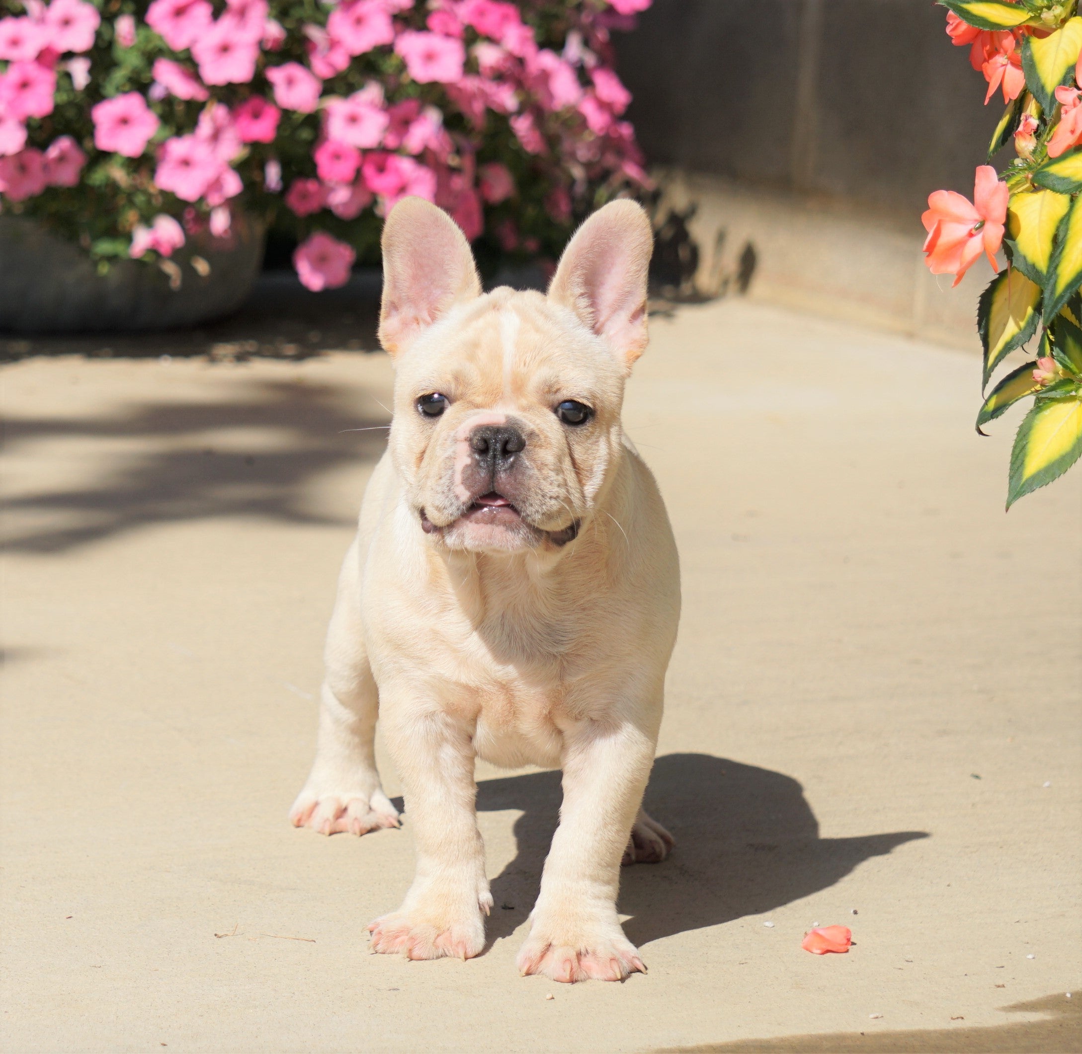 AKC Registered French Bulldog For Sale Millersburg, OH Male- Bruno – AC ...