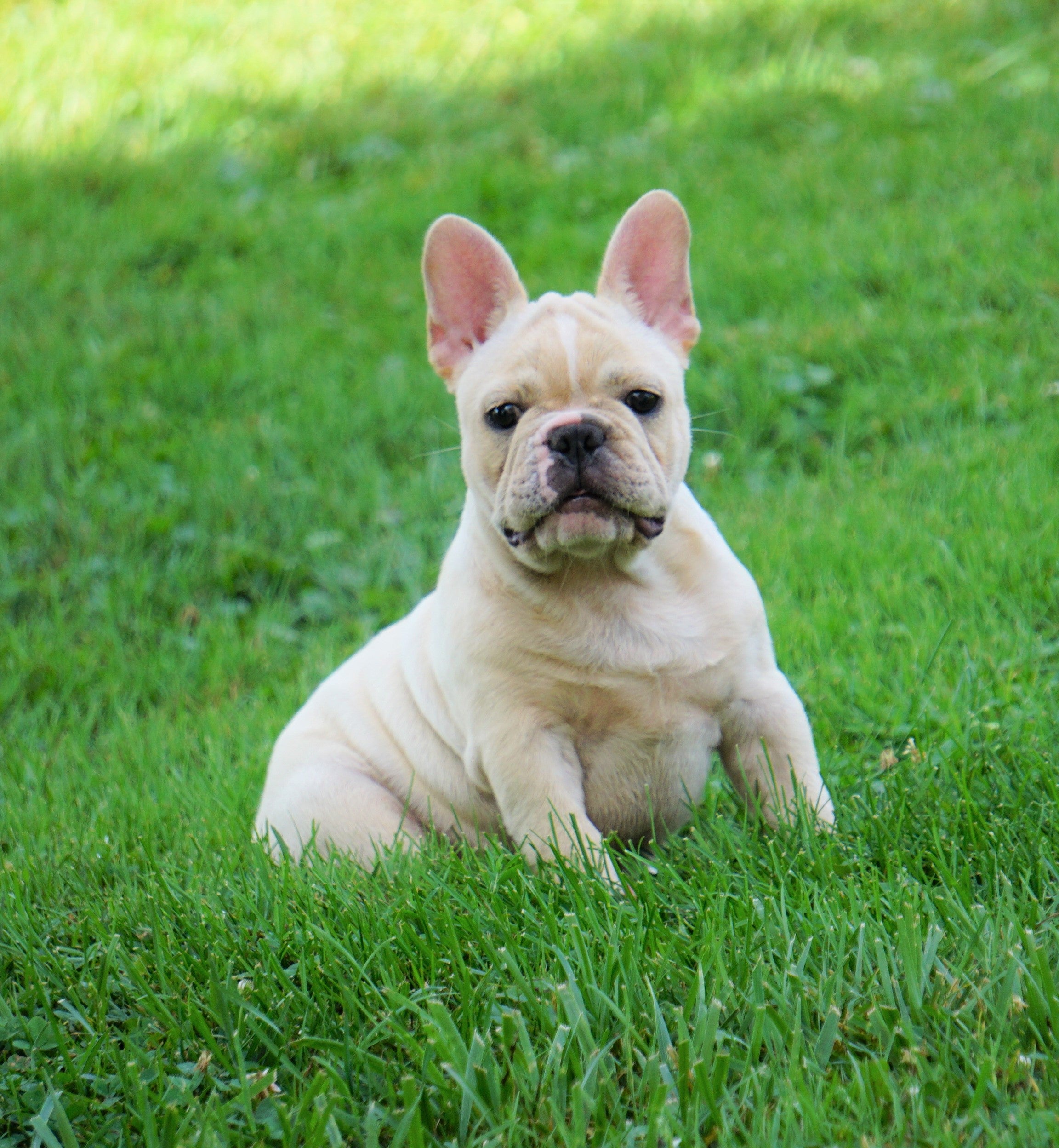 AKC Registered French Bulldog For Sale Millersburg, OH ...