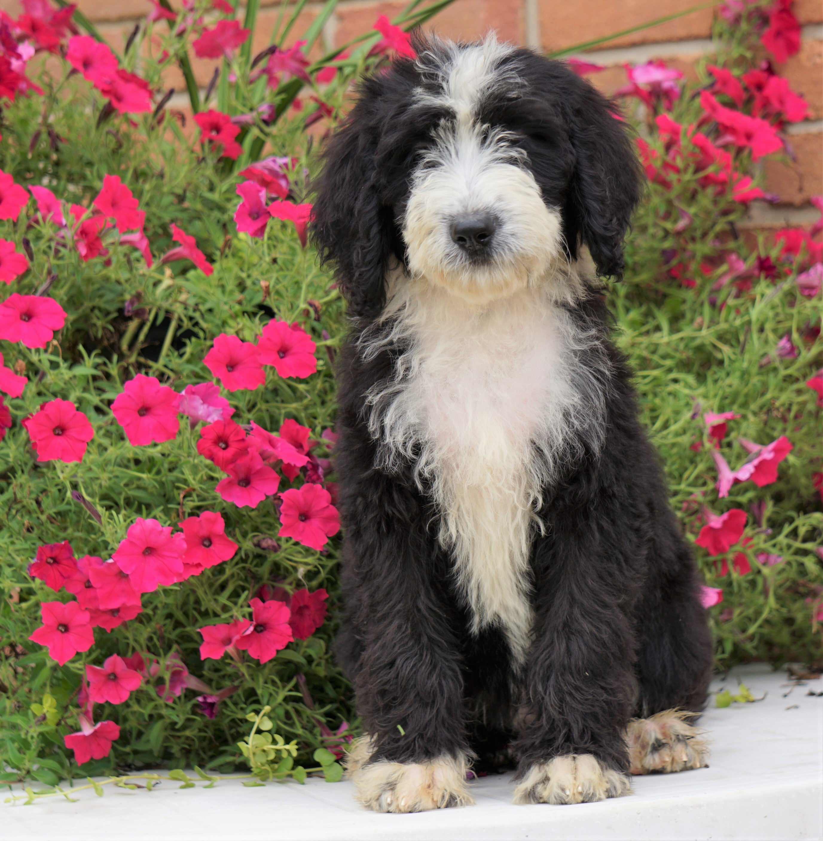 Mini Bernedoodle For Sale Sugarcreek, OH Female- Patsy ...