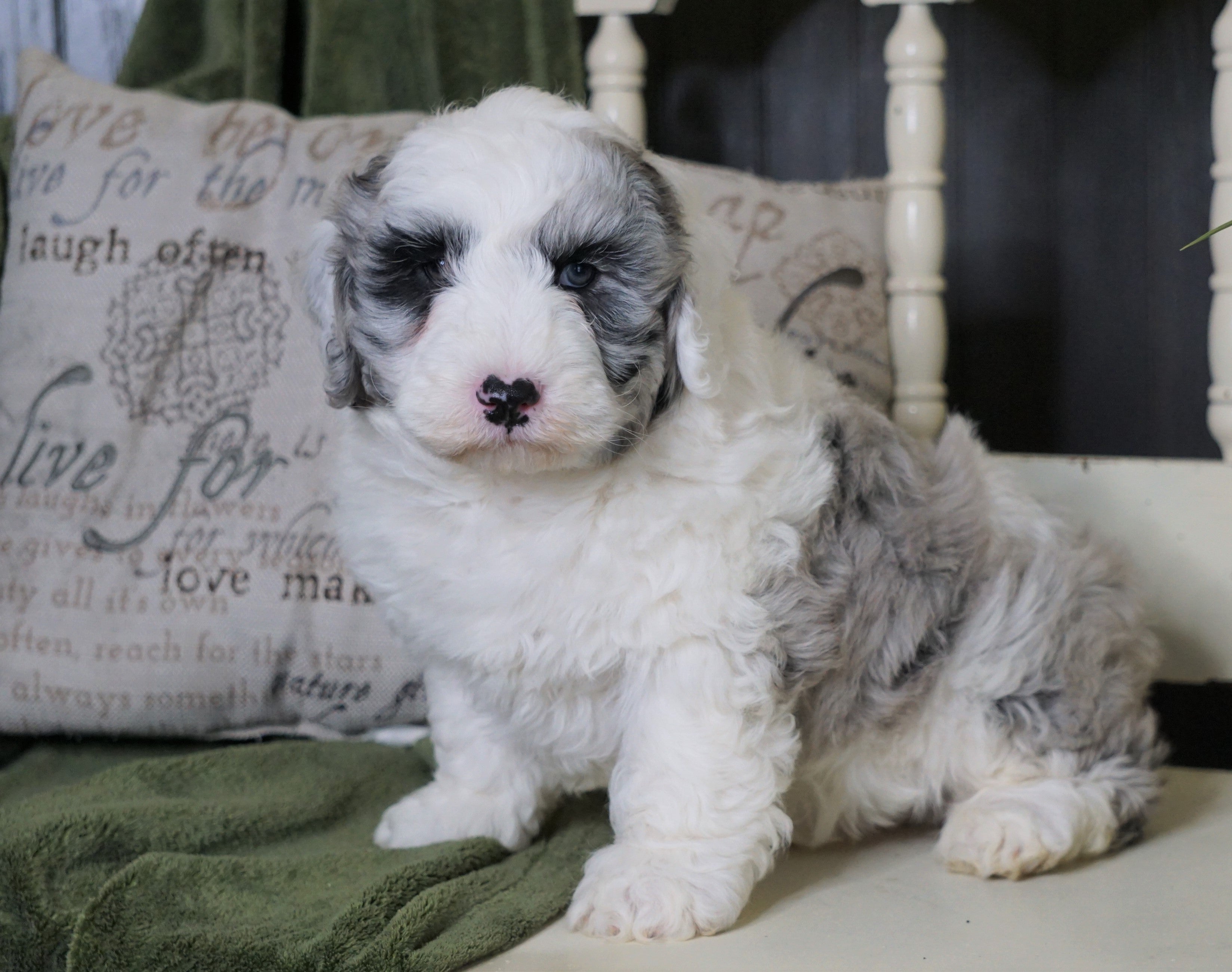 miniature sheepadoodle