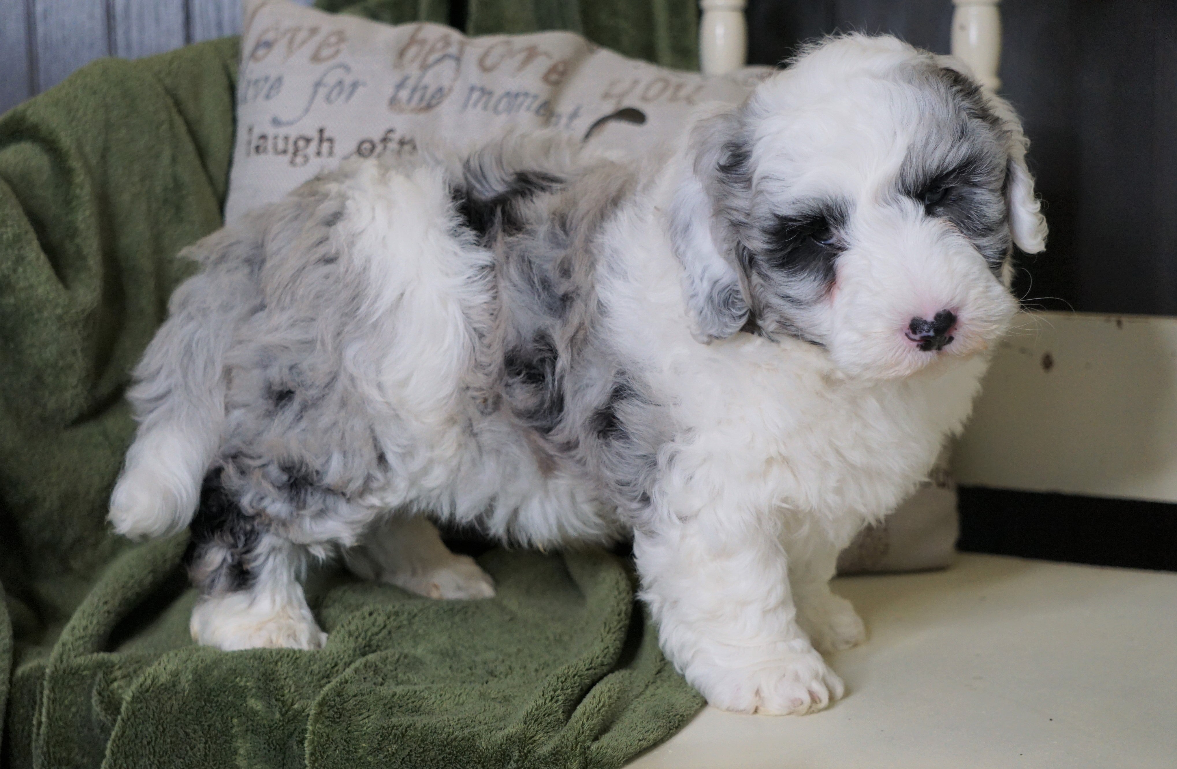 miniature sheepadoodle