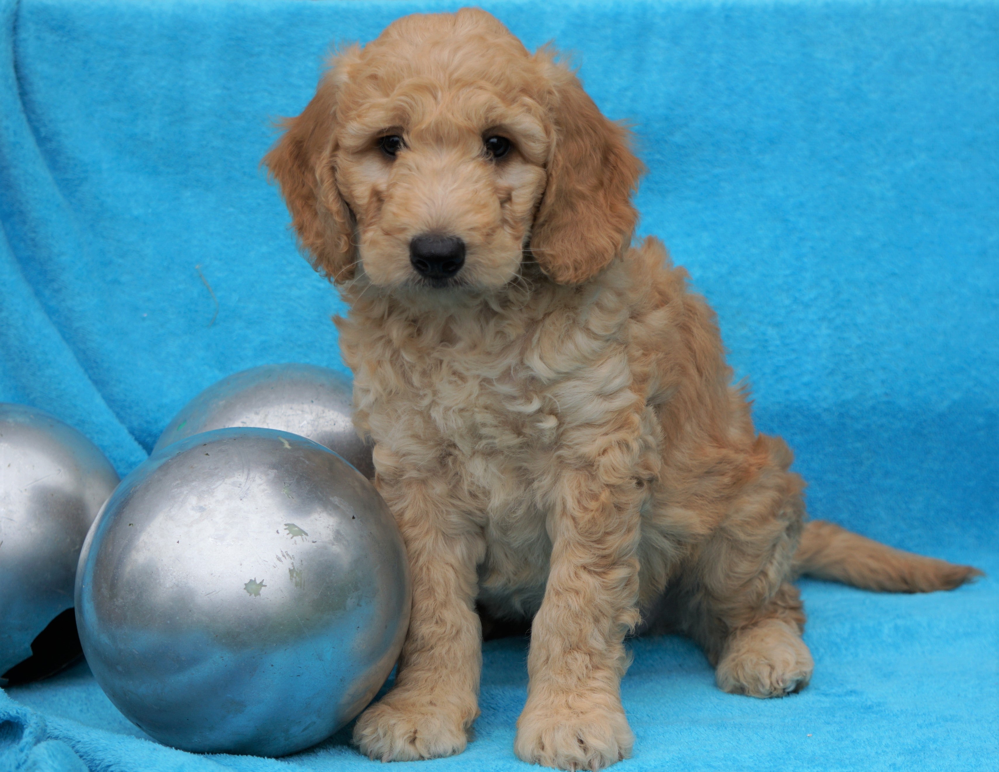 F2 Mini Goldendoodle For Sale Sugarcreek, OH Male Chase AC Puppies LLC