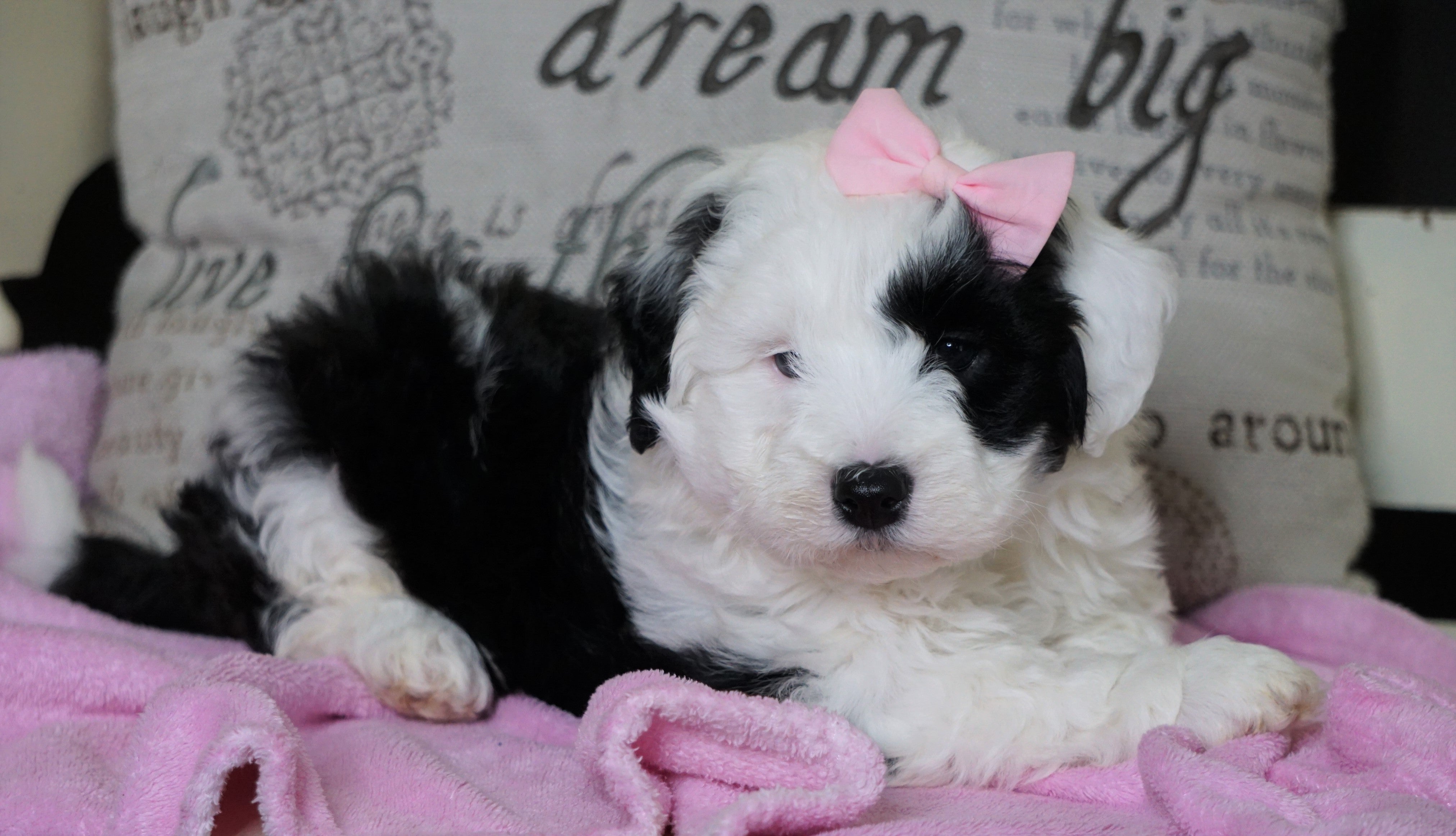 mini sheepadoodle