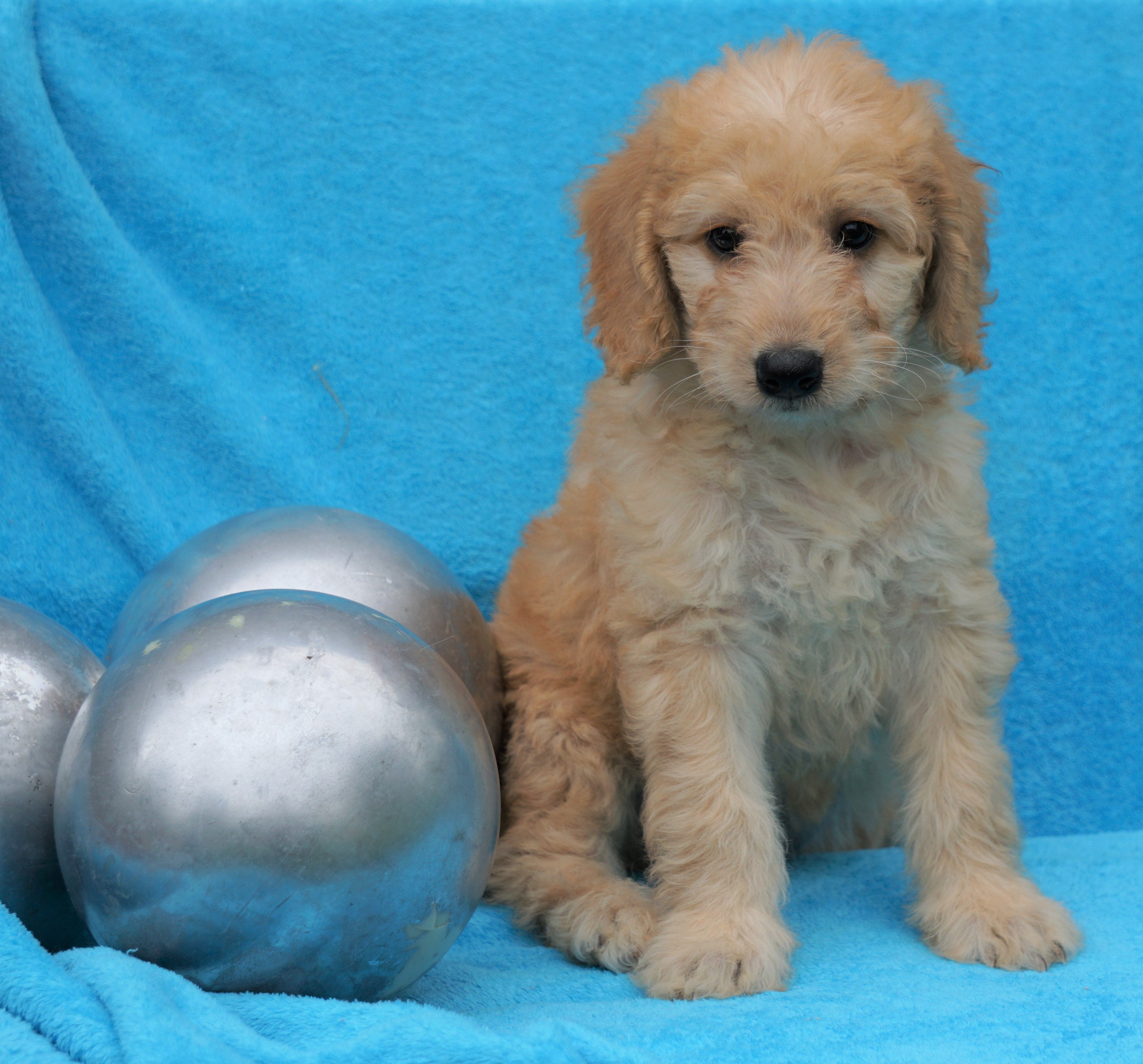 F2 Mini Goldendoodle For Sale Sugarcreek, OH Female Lily AC Puppies LLC