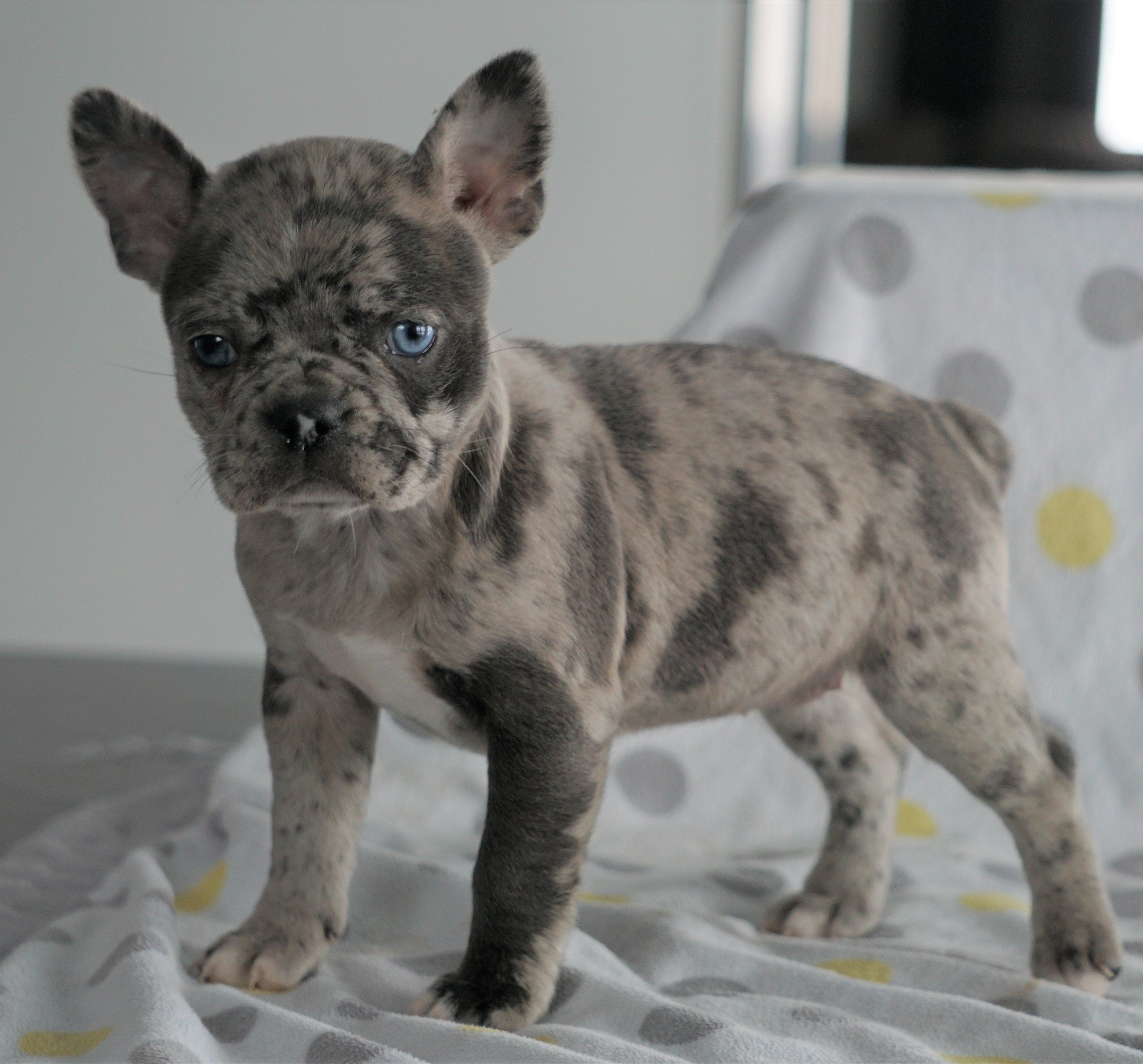 Frenchton Puppy For Sale Wooster, OH Female- Whitney – AC Puppies LLC