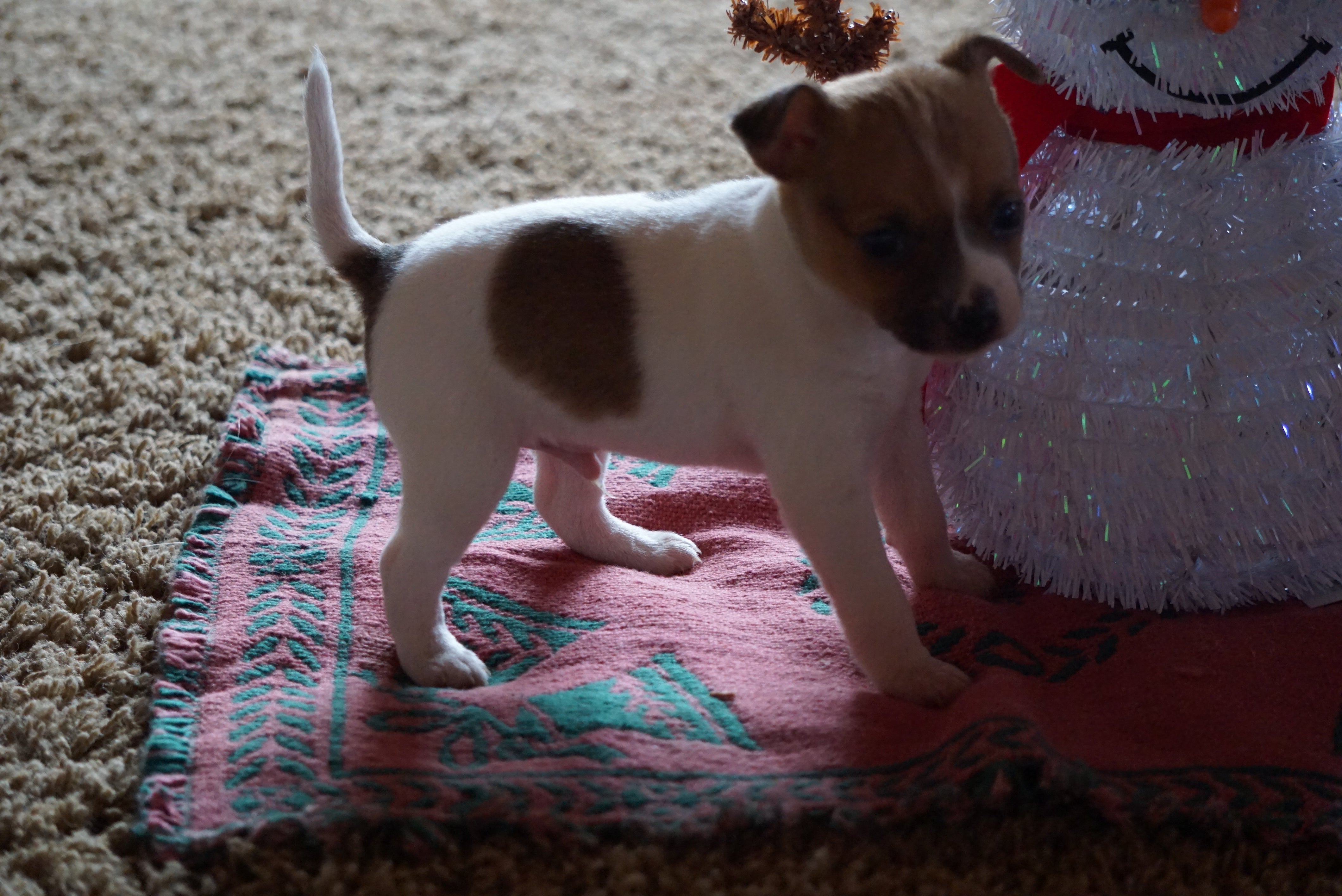 jack russell fox terrier mix puppies