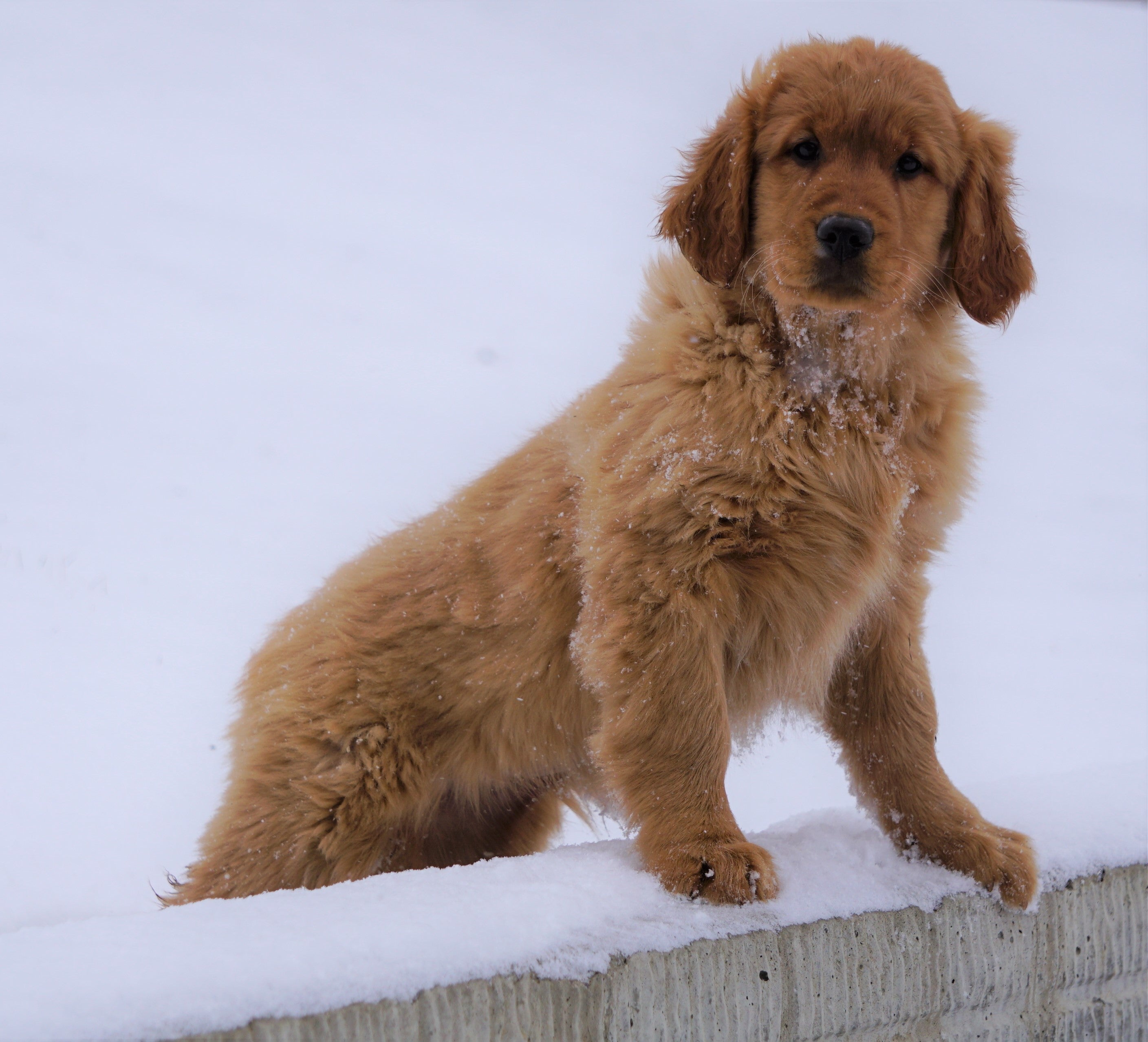 creek golden retriever farm